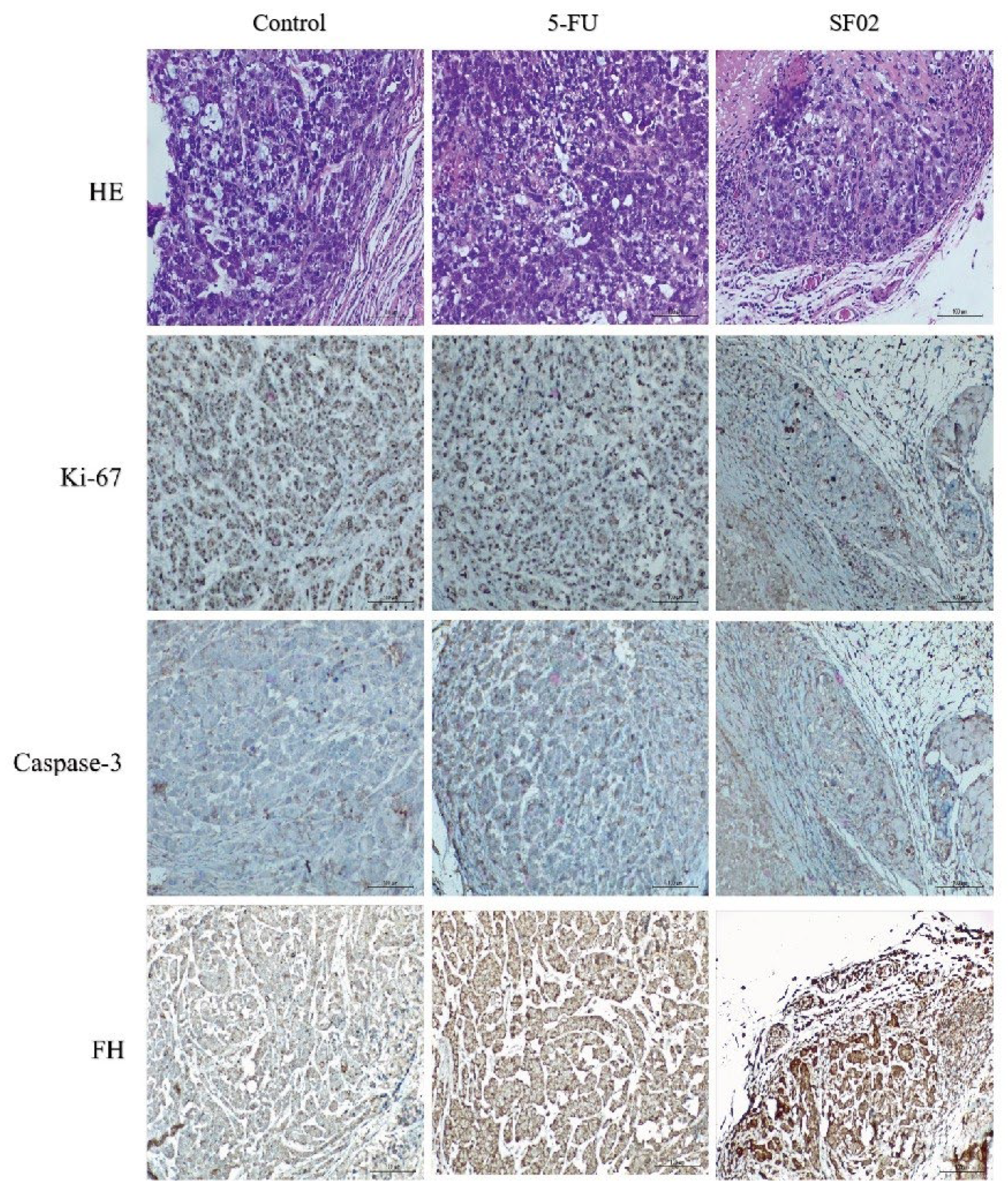 Pharmaceuticals 16 01705 g007