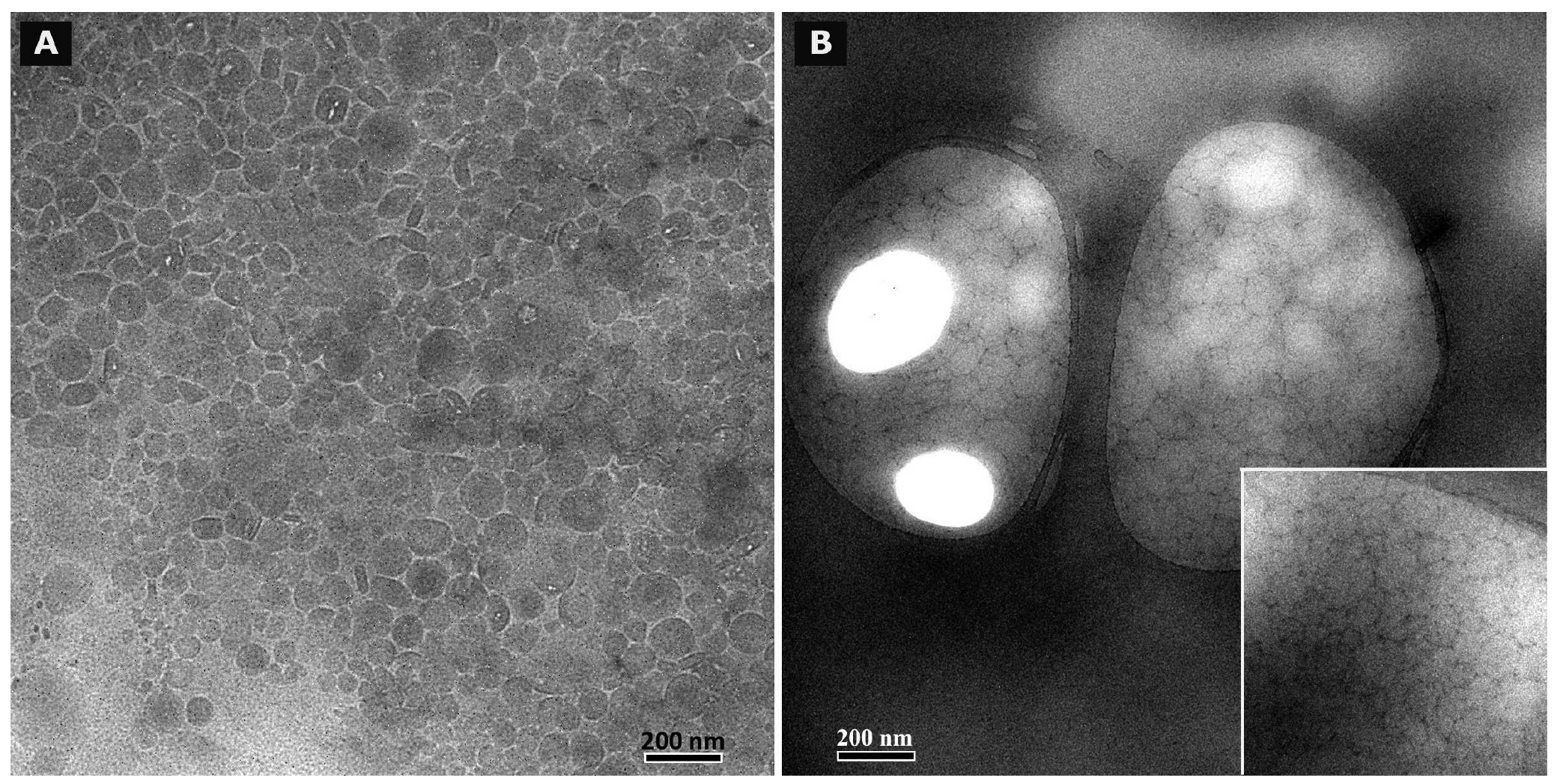 Pharmaceutics 03 00275f6 1024
