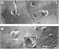 Pharmaceutics 03 00379f6b 200