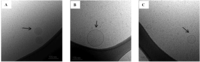 Pharmaceutics 04 00641 g008 200