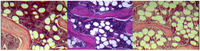 Pharmaceutics 05 00023 g002 200