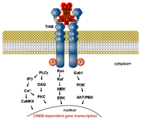 Pharmaceutics 05 00127 g002 200