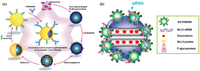 Pharmaceutics 05 00294 g005 200