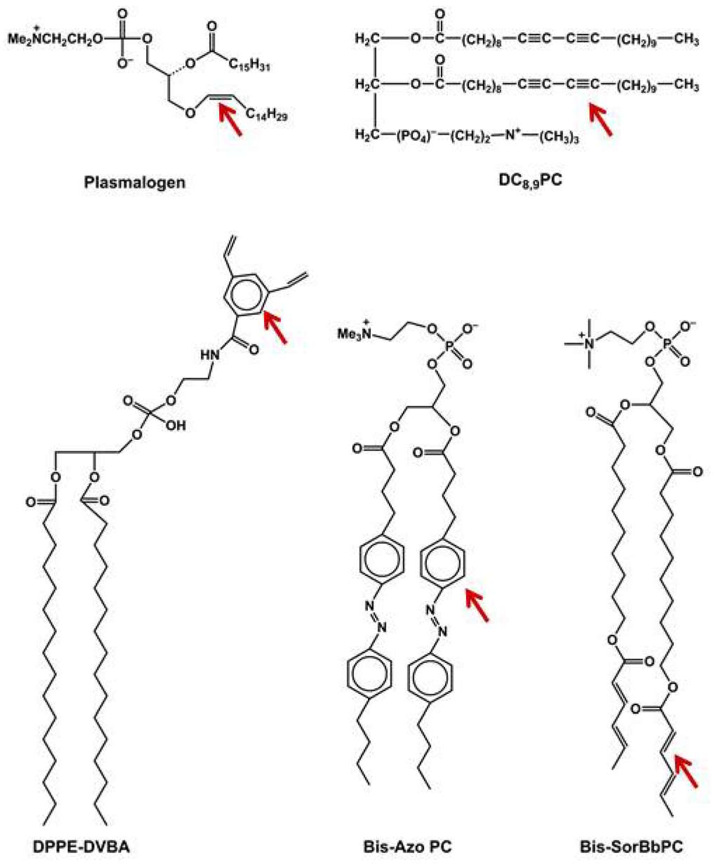 Pharmaceutics 06 00001 g003 1024