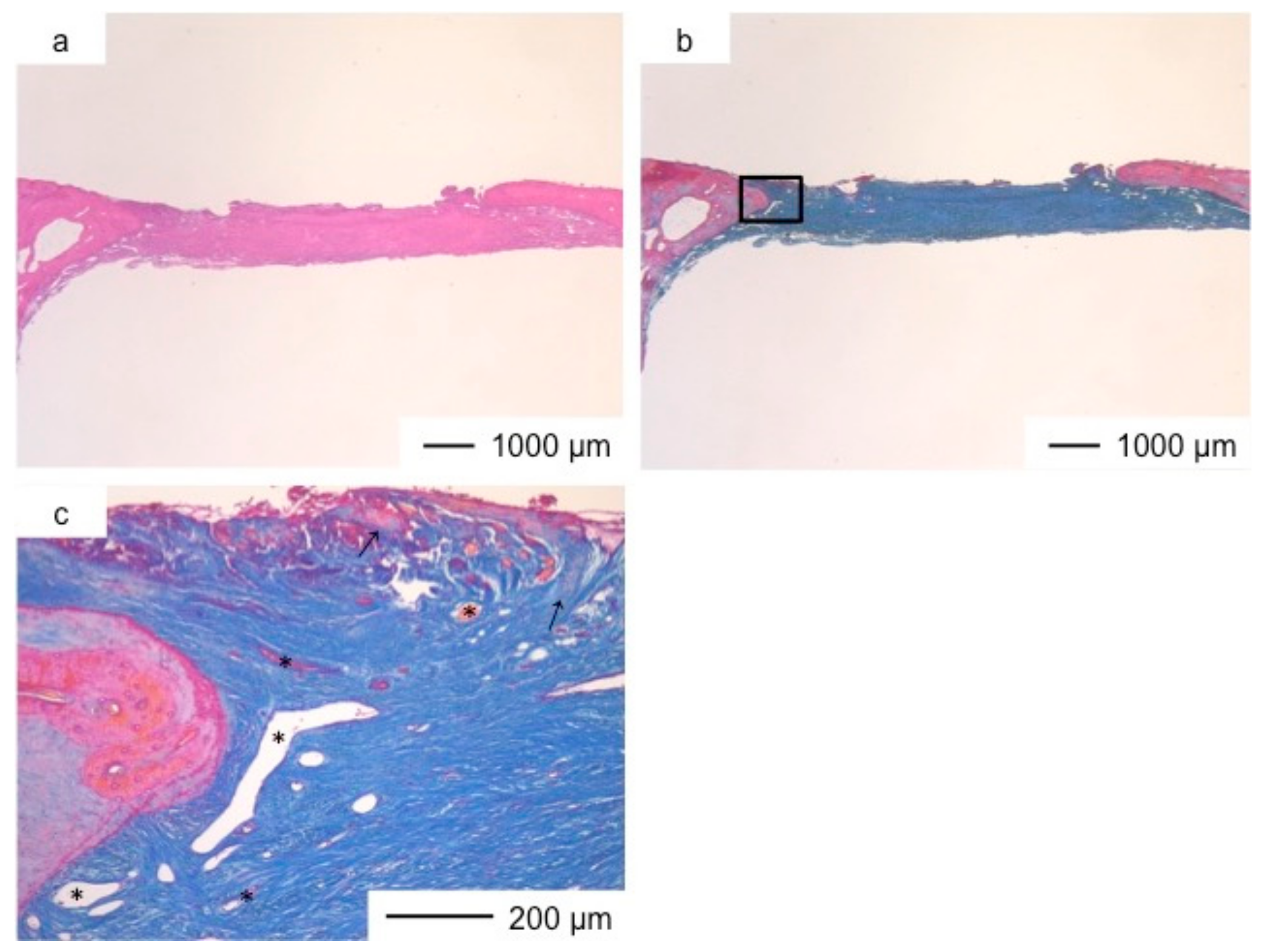 Pharmaceutics 10 00070 g004