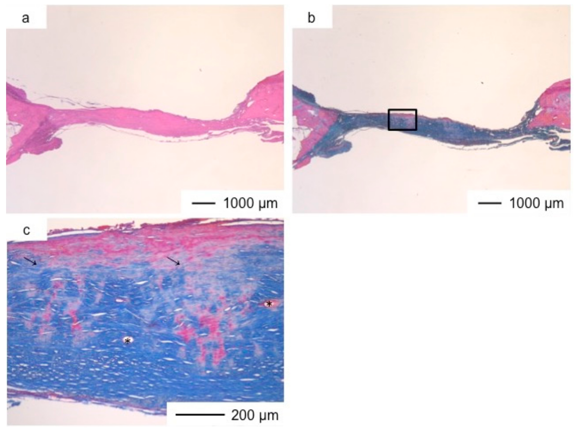 Pharmaceutics 10 00070 g005