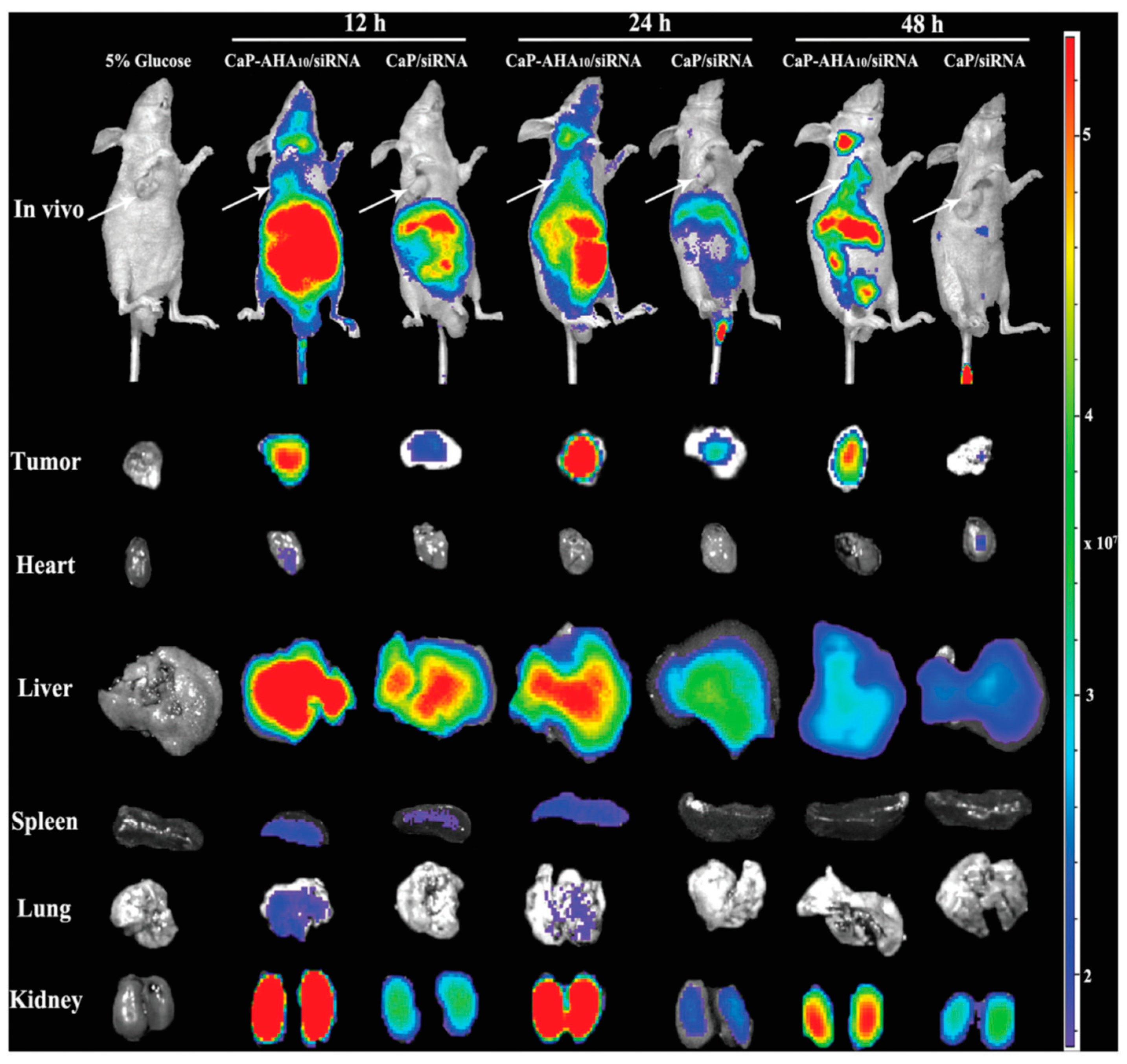 Pharmaceutics 10 00167 g009