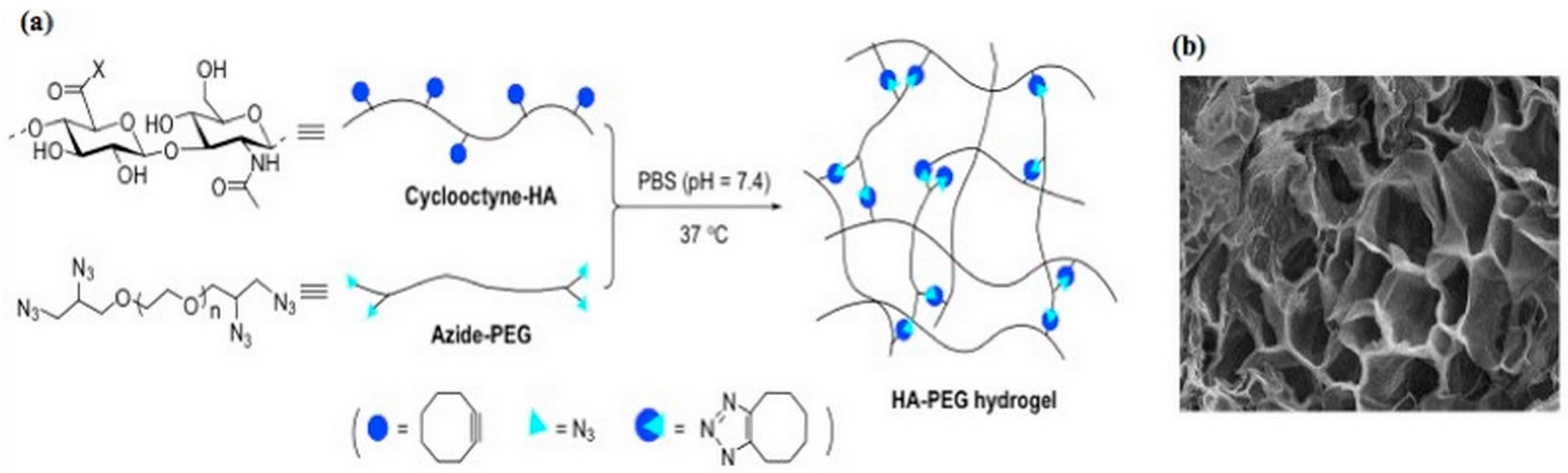 Pharmaceutics 11 00407 g001