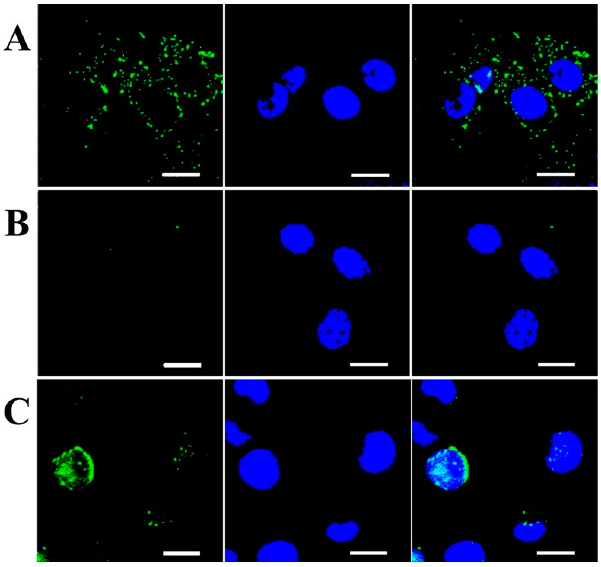 Pharmaceutics 11 00407 g008