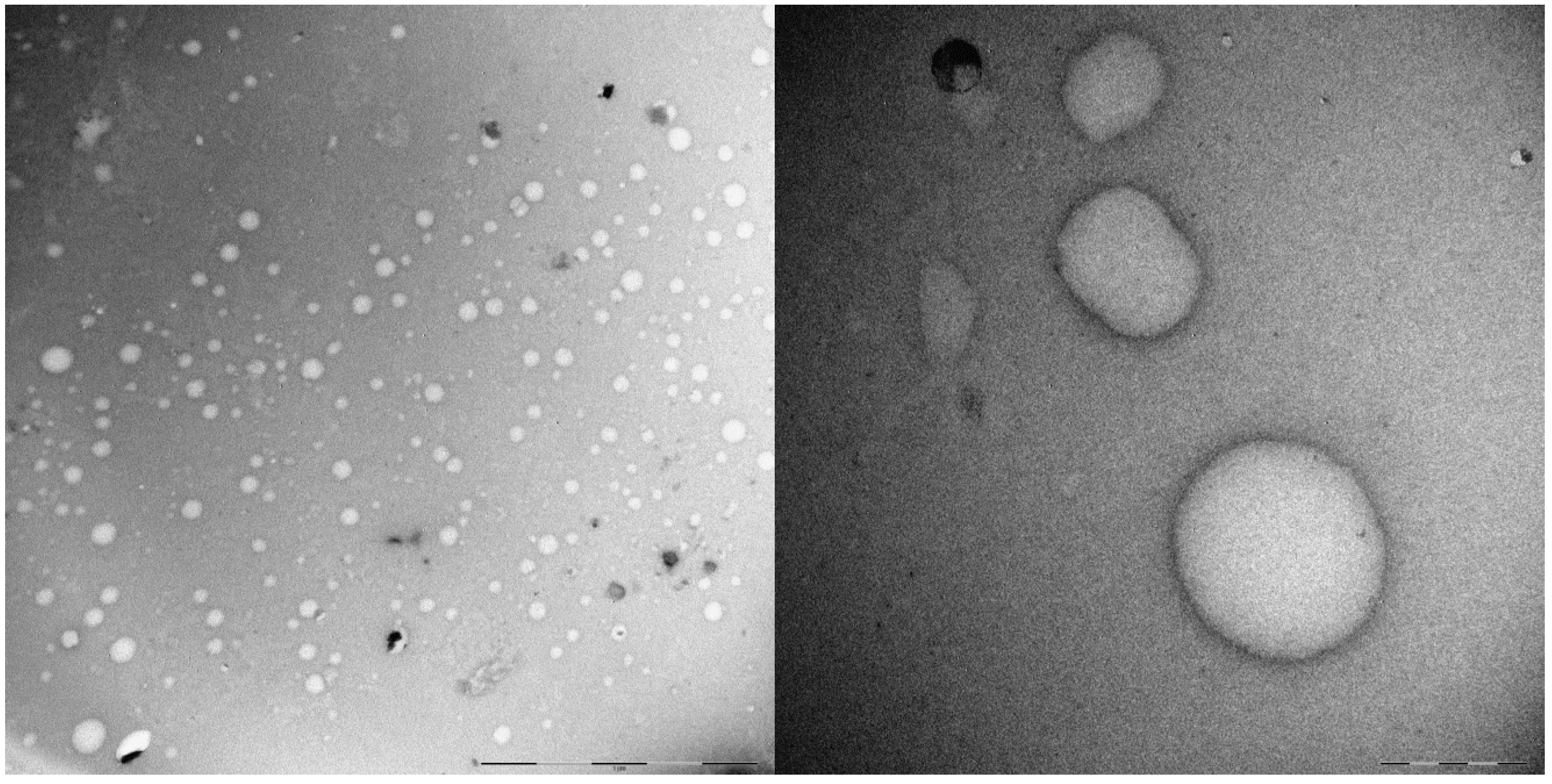 Pharmaceutics 11 00444 g012 Pharmaceutics 11 00444 g012