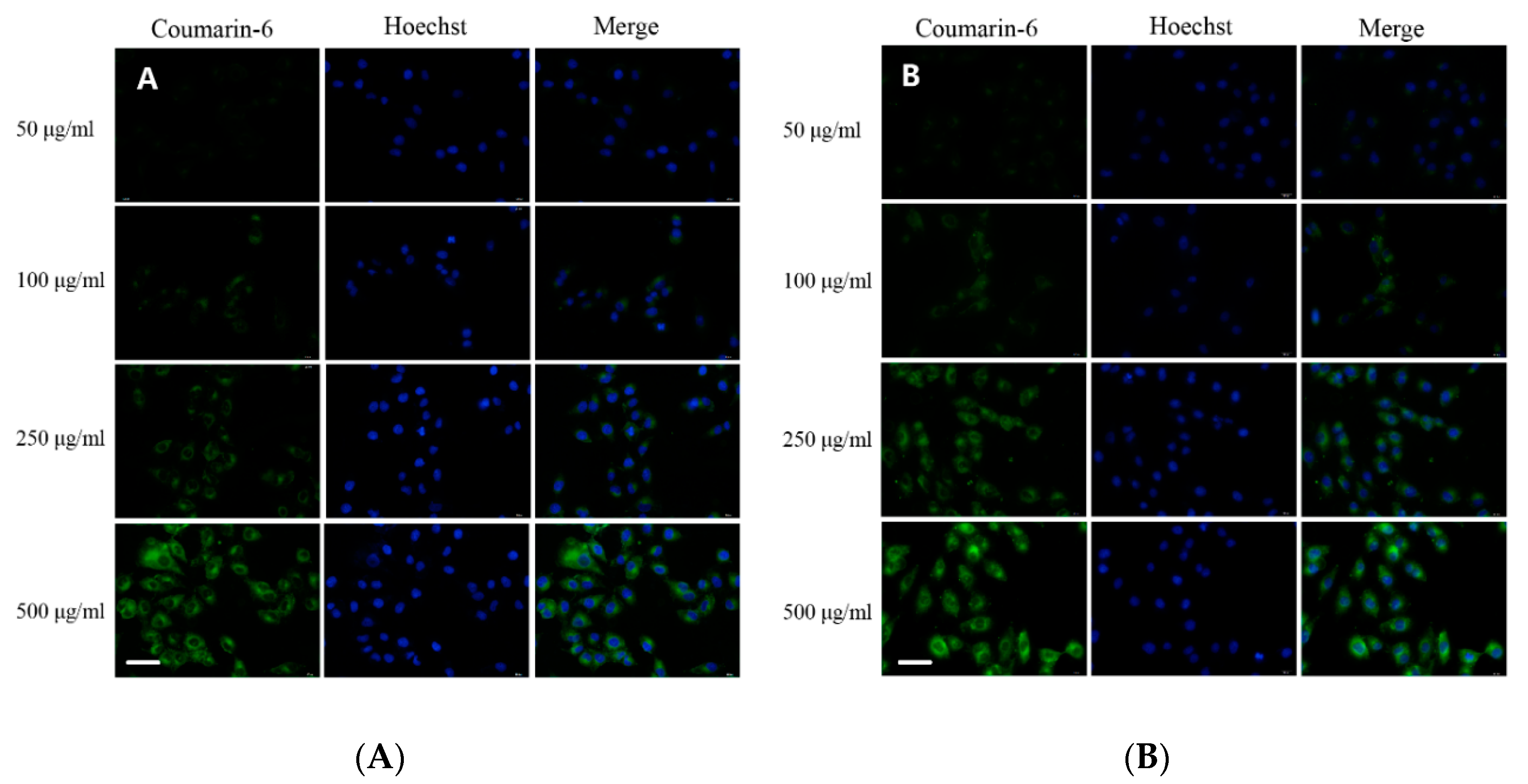Pharmaceutics 11 00469 g006 Pharmaceutics 11 00469 g006