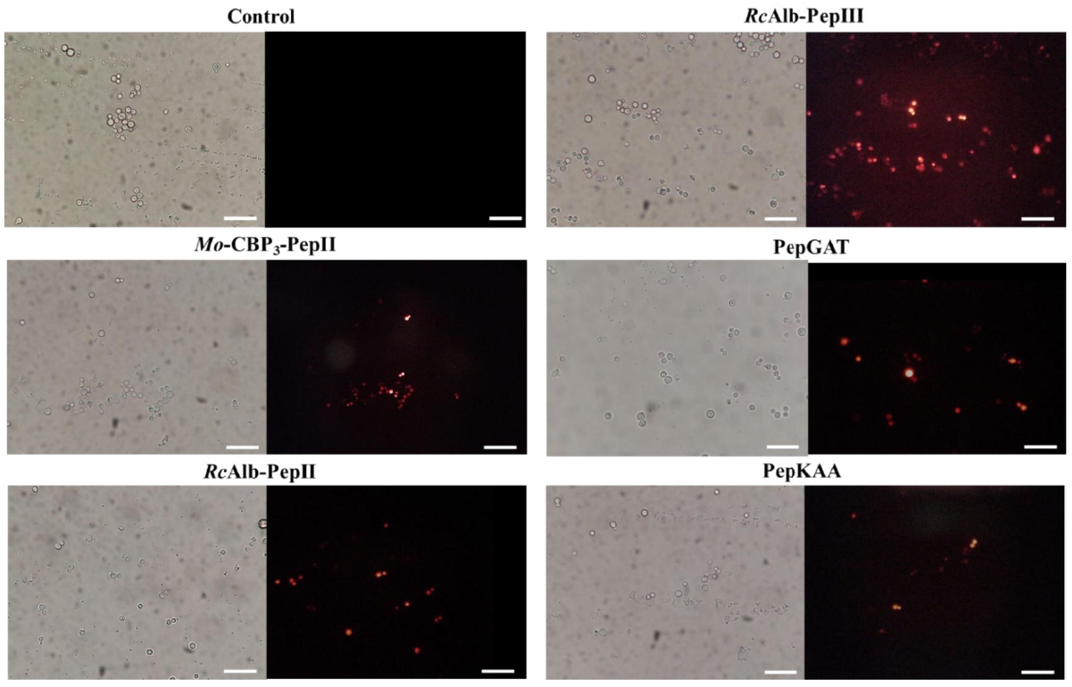Pharmaceutics 14 01678 g002