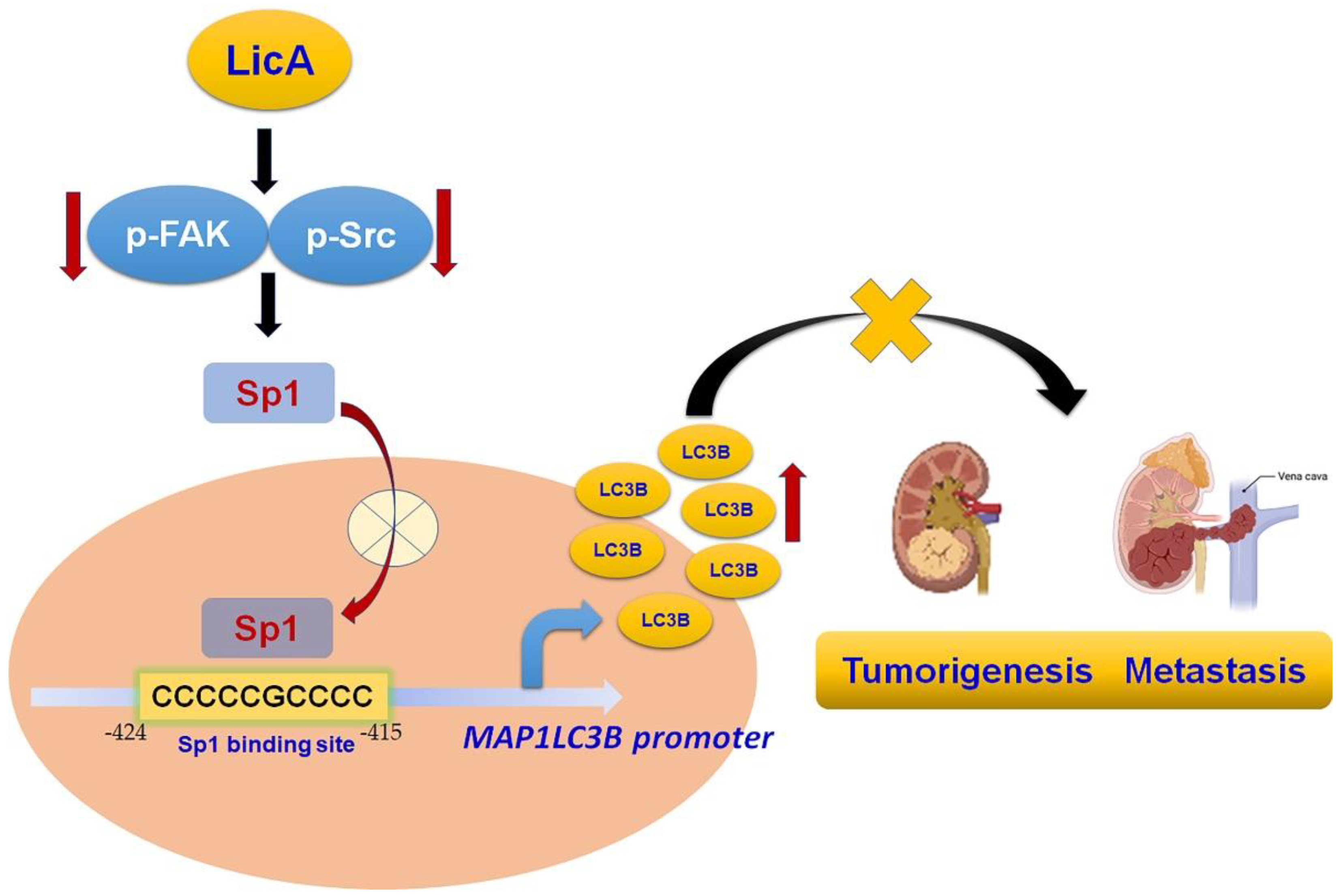 Pharmaceutics 15 00684 g008 Pharmaceutics 15 00684 g008