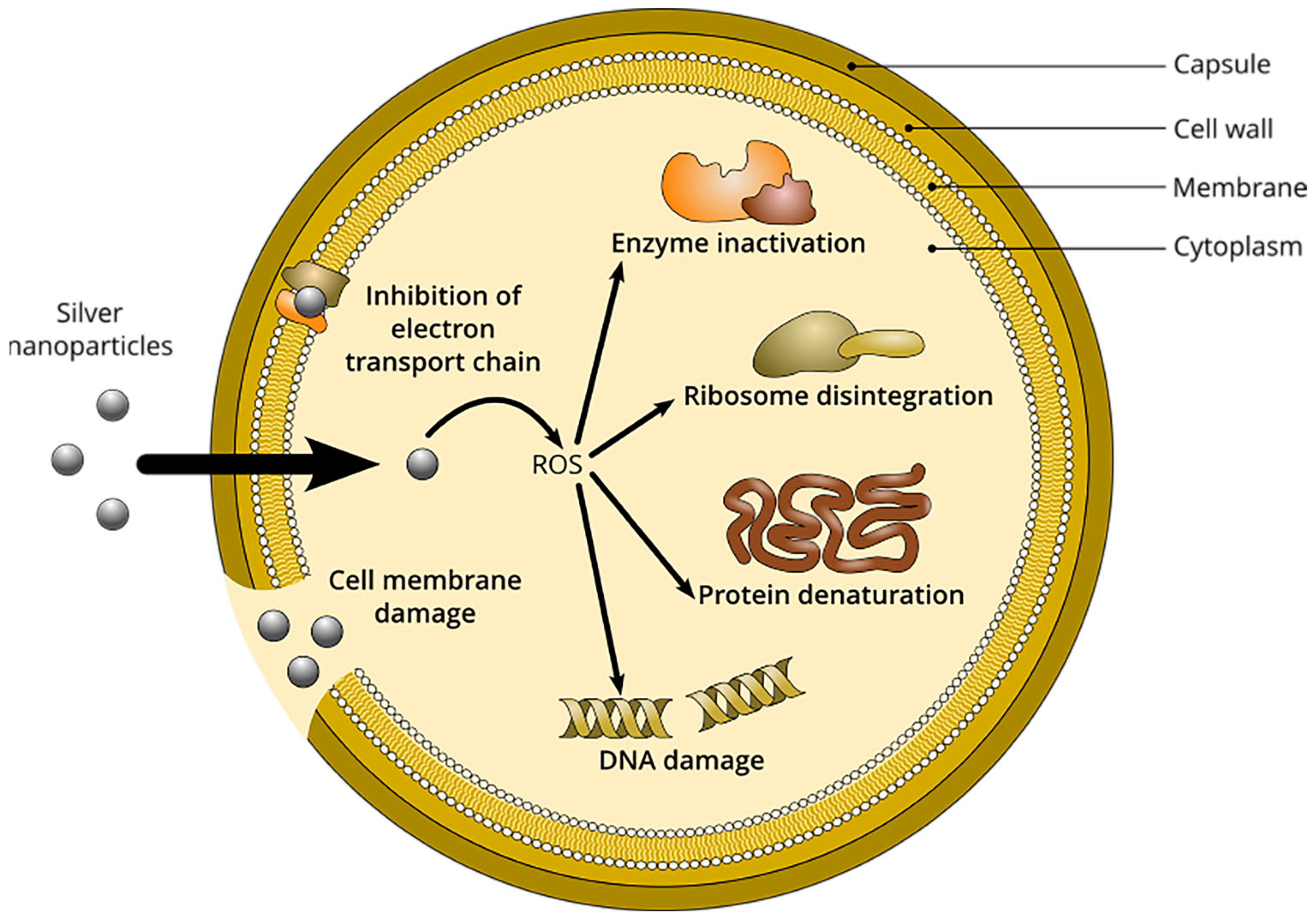 Pharmaceutics 15 01787 g001