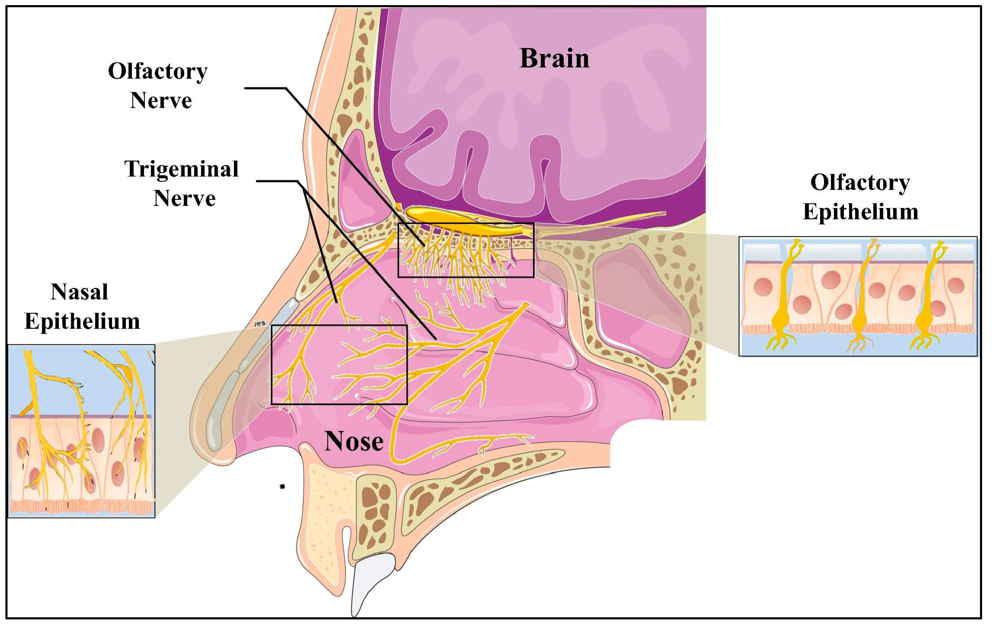 Pharmaceutics 16 00066 g001