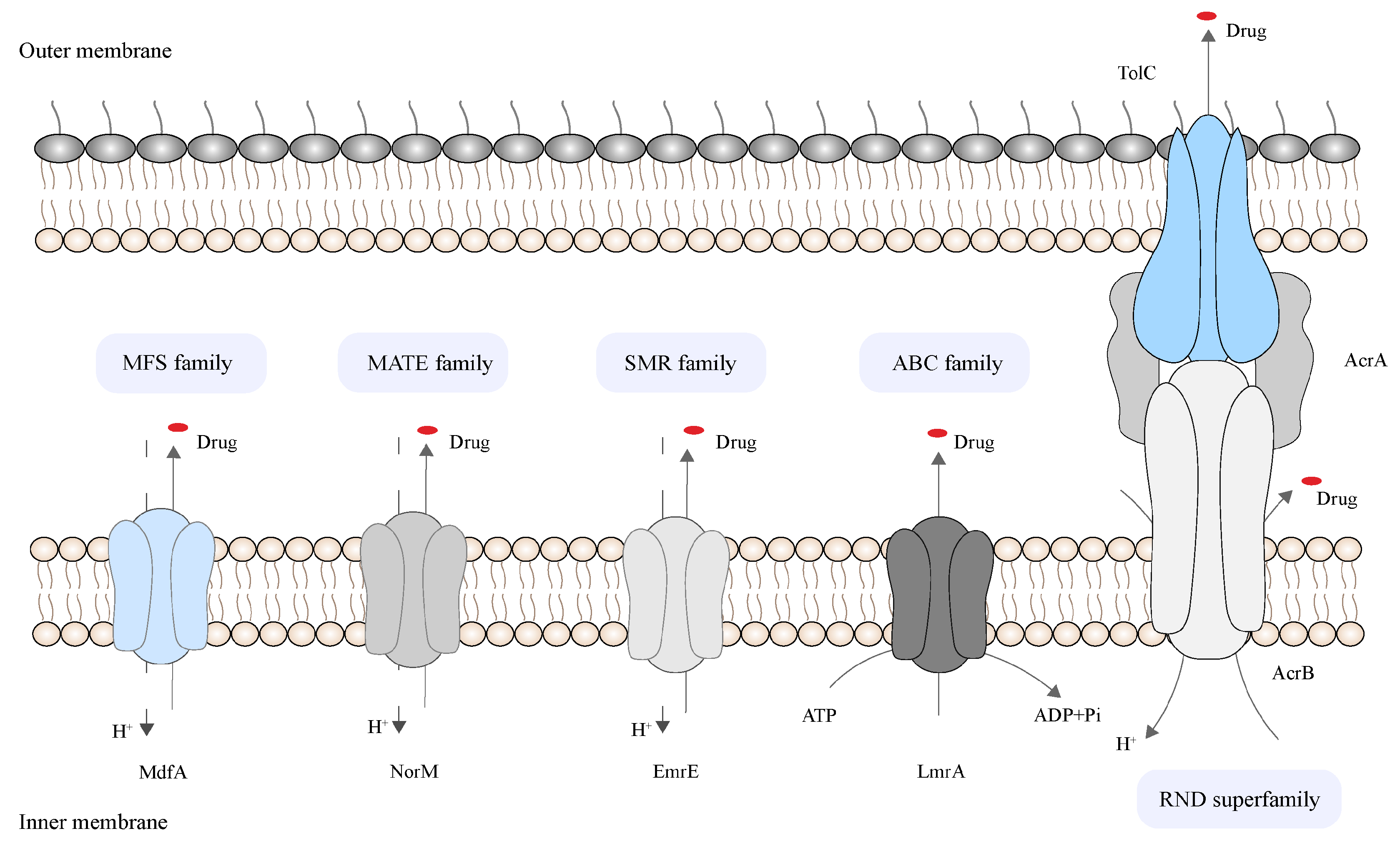 Pharmaceutics 16 00170 g001 Pharmaceutics 16 00170 g001