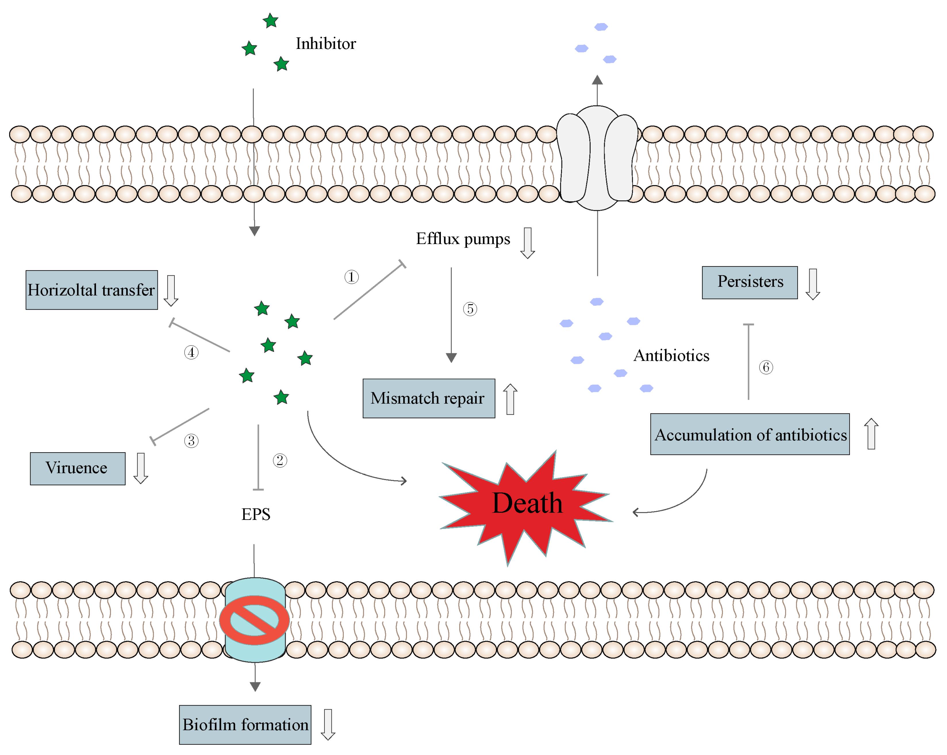 Pharmaceutics 16 00170 g009 Pharmaceutics 16 00170 g009