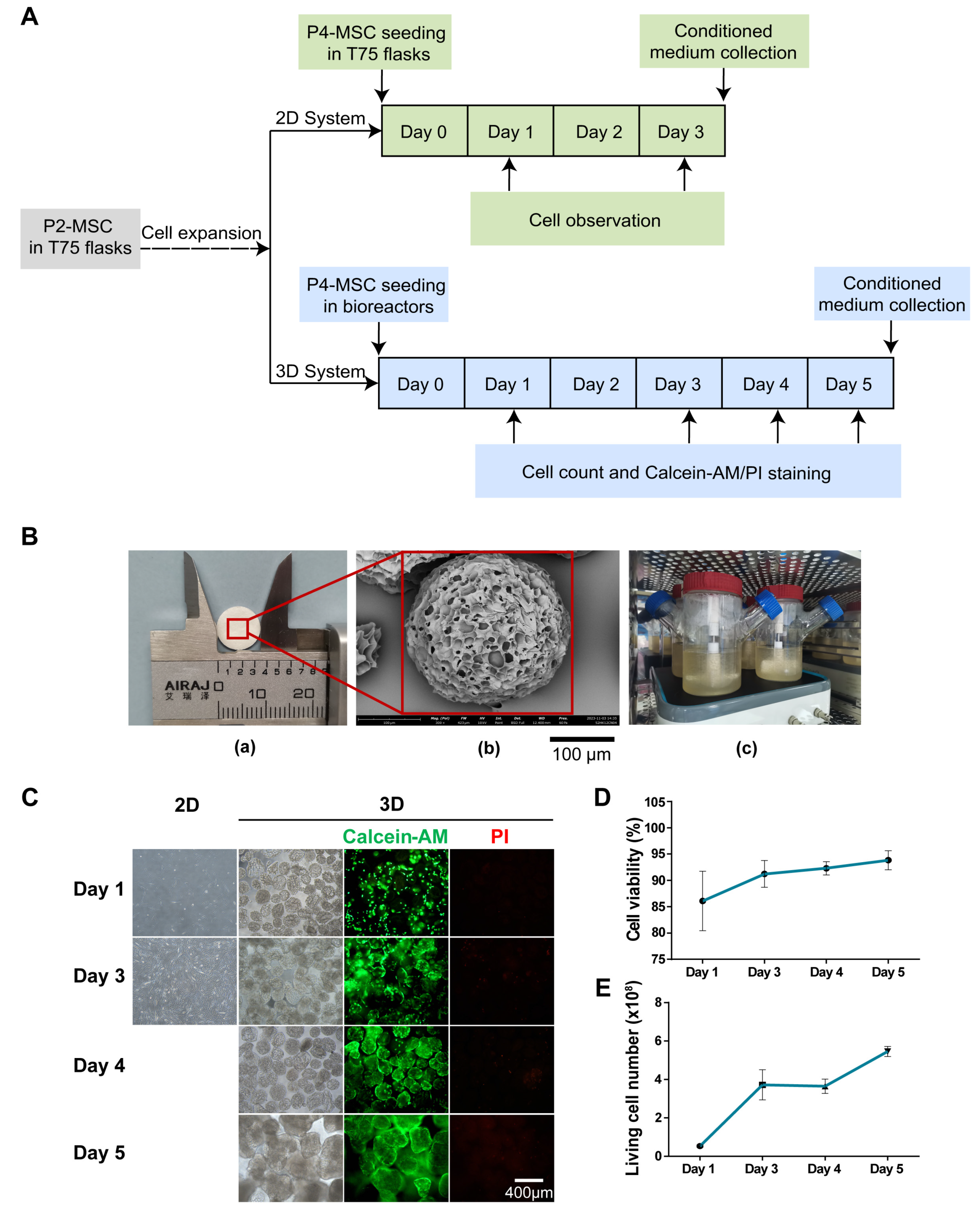 Pharmaceutics 16 00593 g001