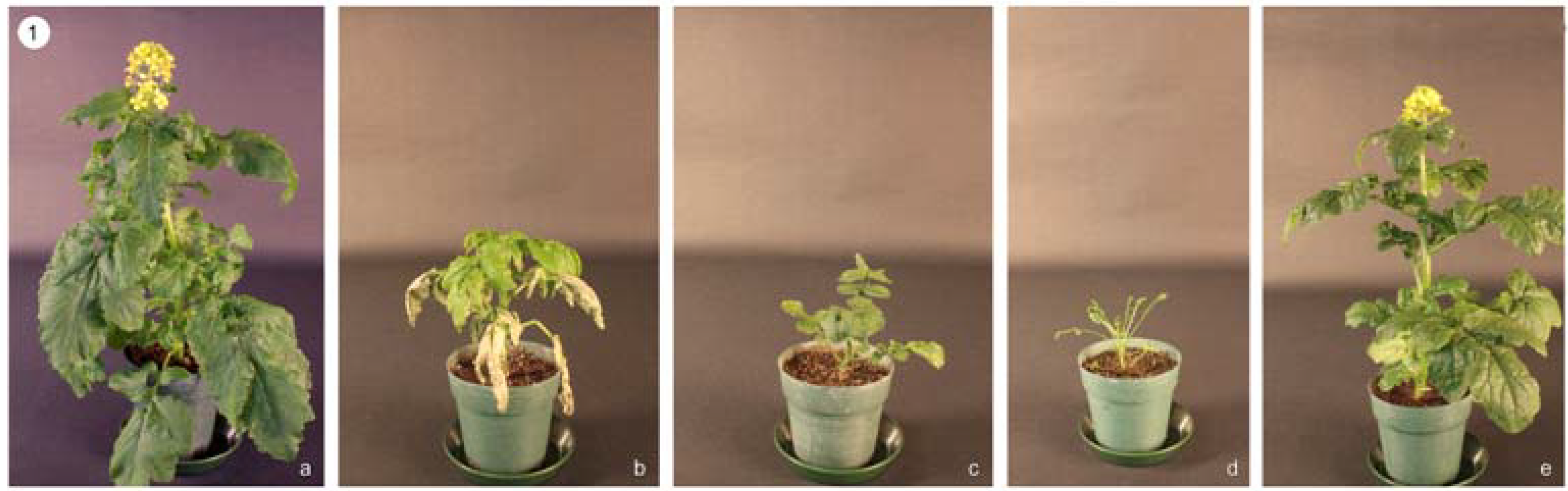 Plants Free FullText Variation in Morphology