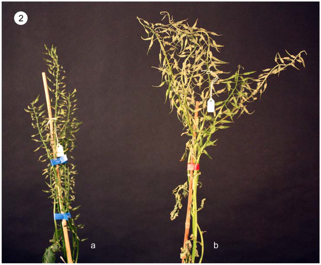 Plants 01 00016 g002 1024