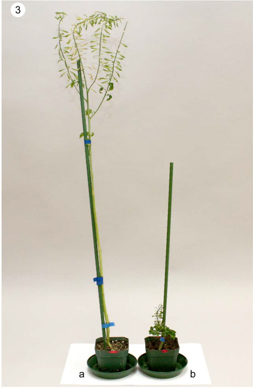 Plants 01 00016 g003 1024