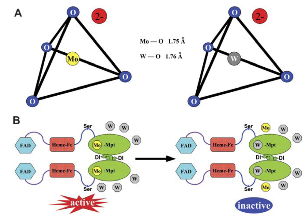 equivalence and duality for module categories with