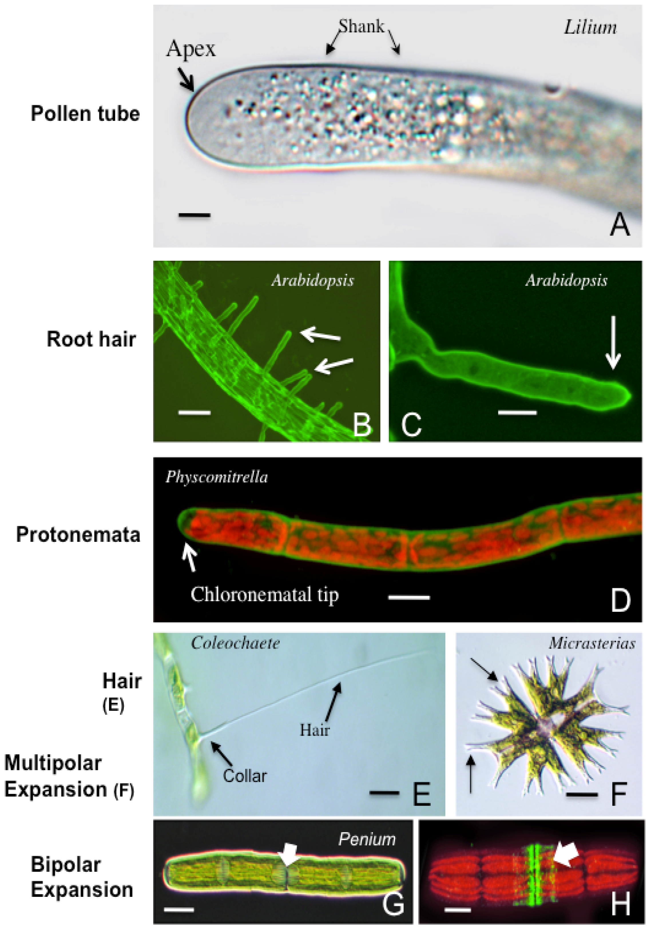 Plants 02 00148 g001