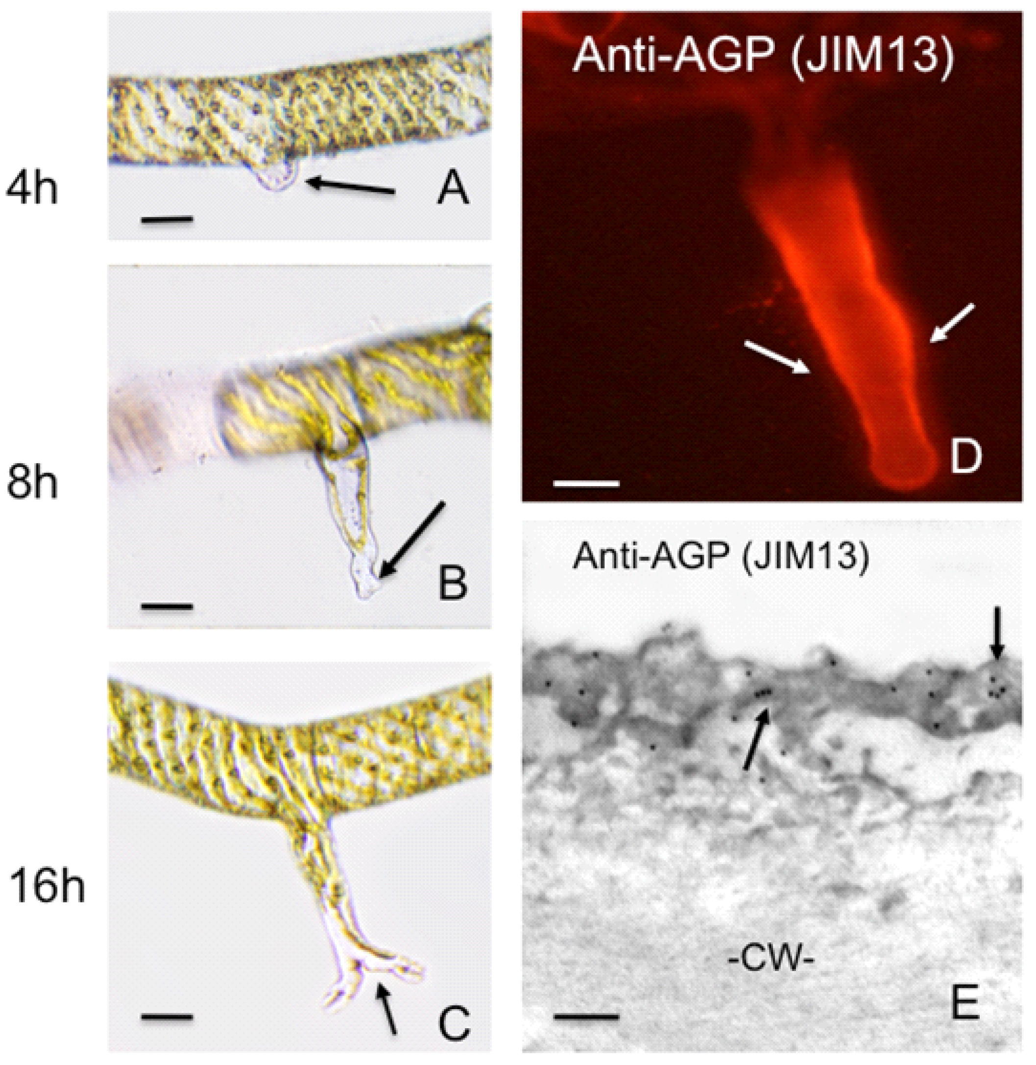 Plants 02 00148 g002
