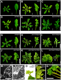 Plants 02 00230 g001 200