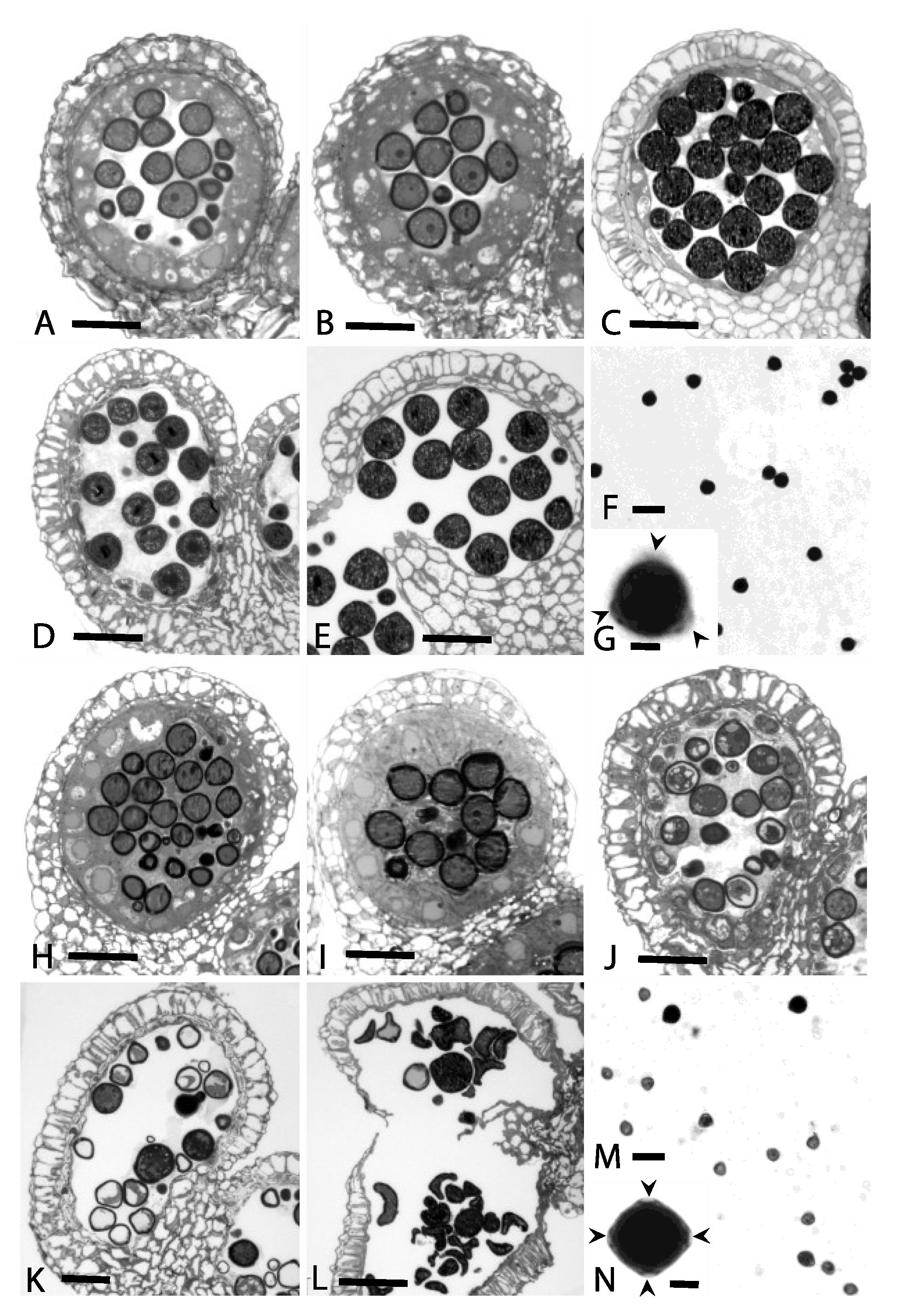 Plants 02 00441 g001