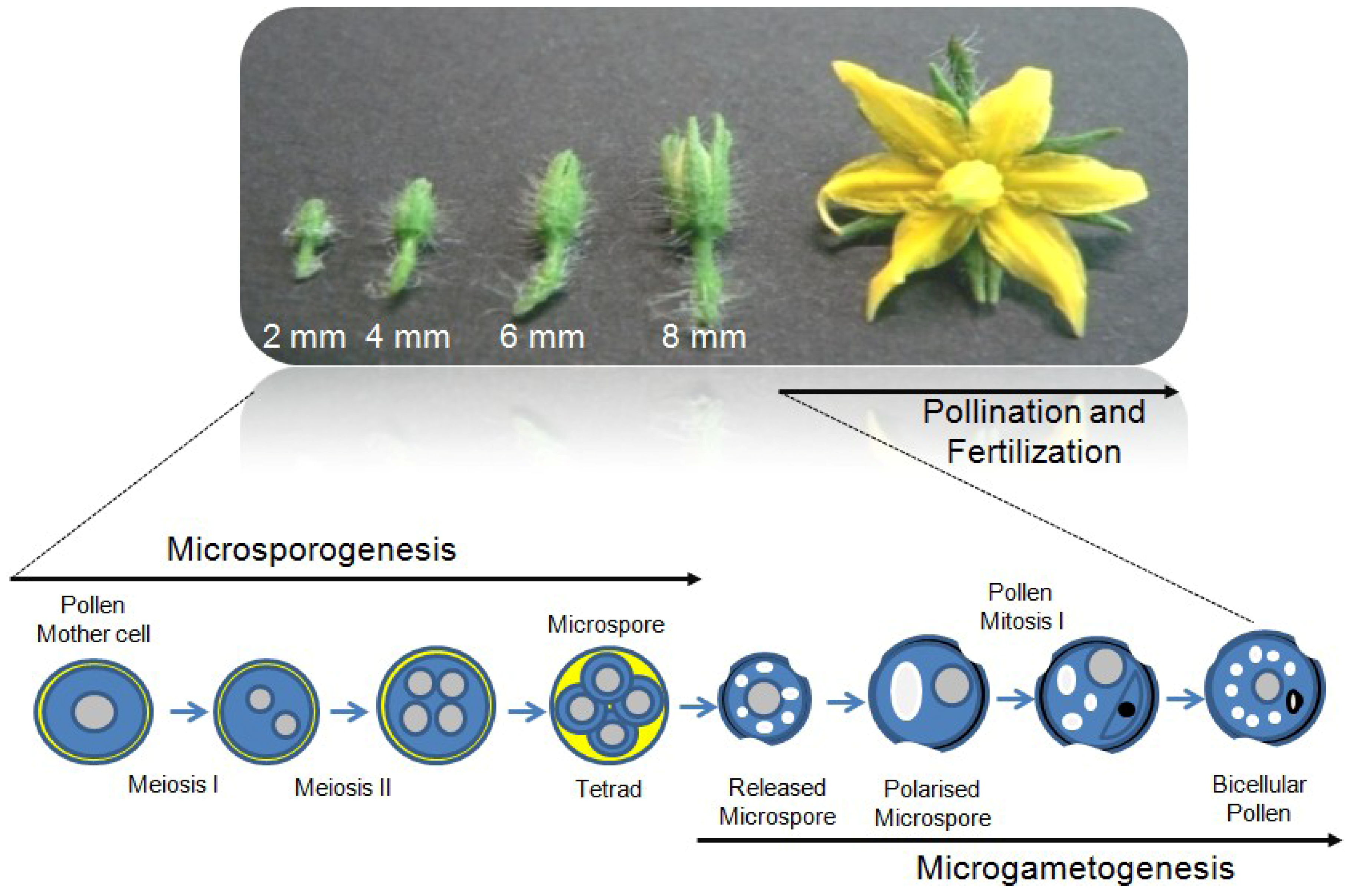 anthesis in tomato anthesis in tomato