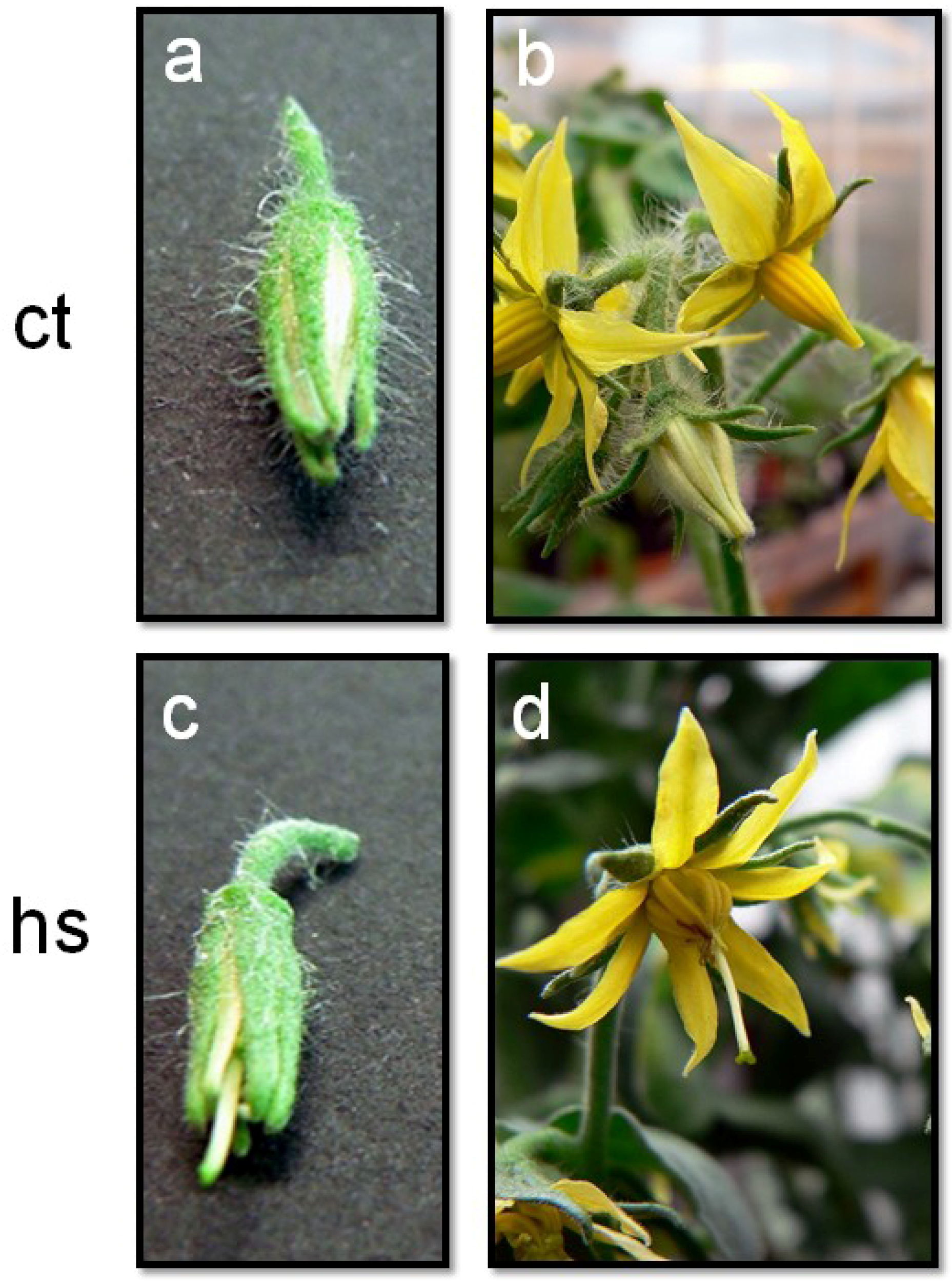 Plants Free FullText Ensuring Reproduction at High
