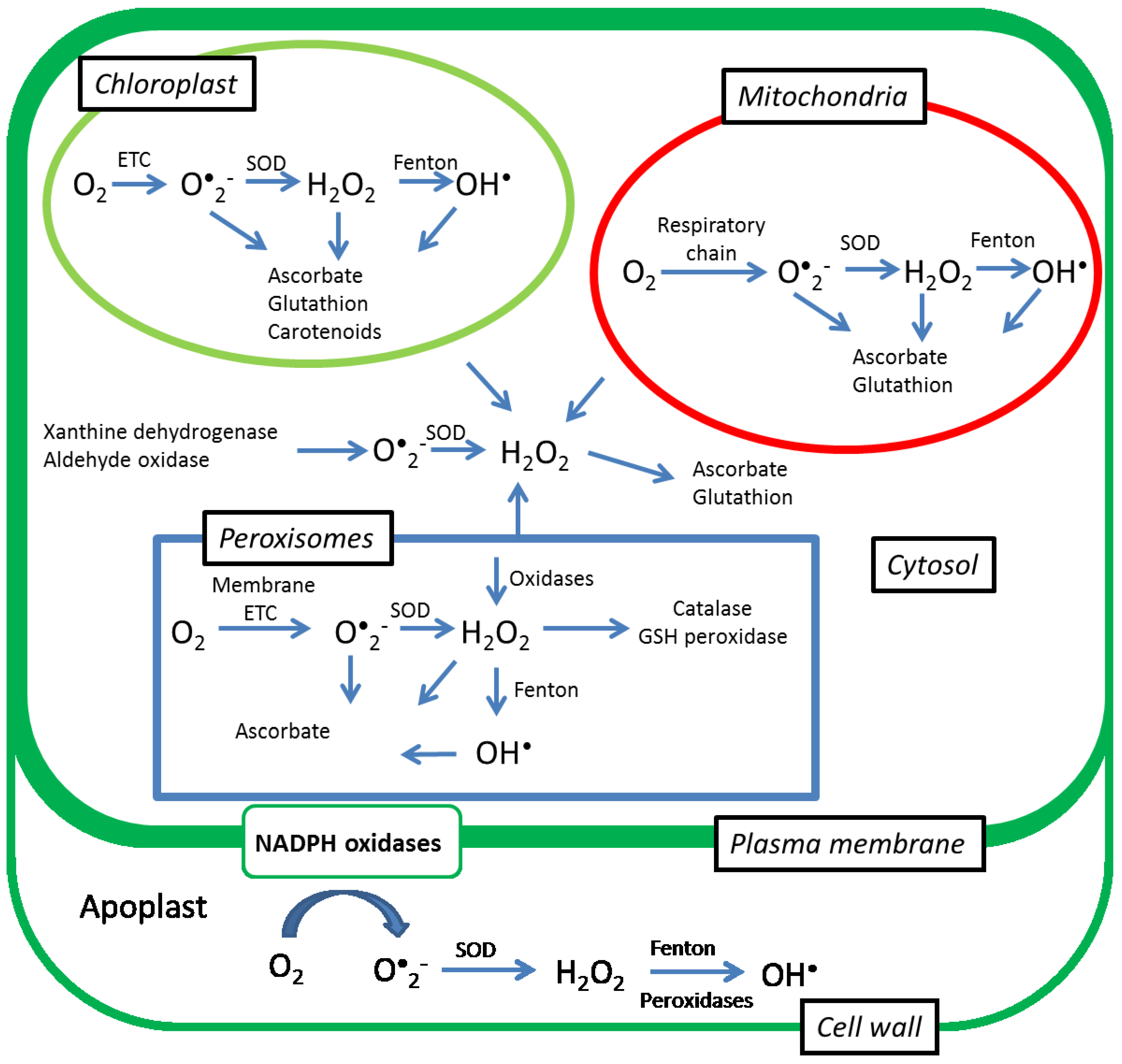 reactive oxygen species