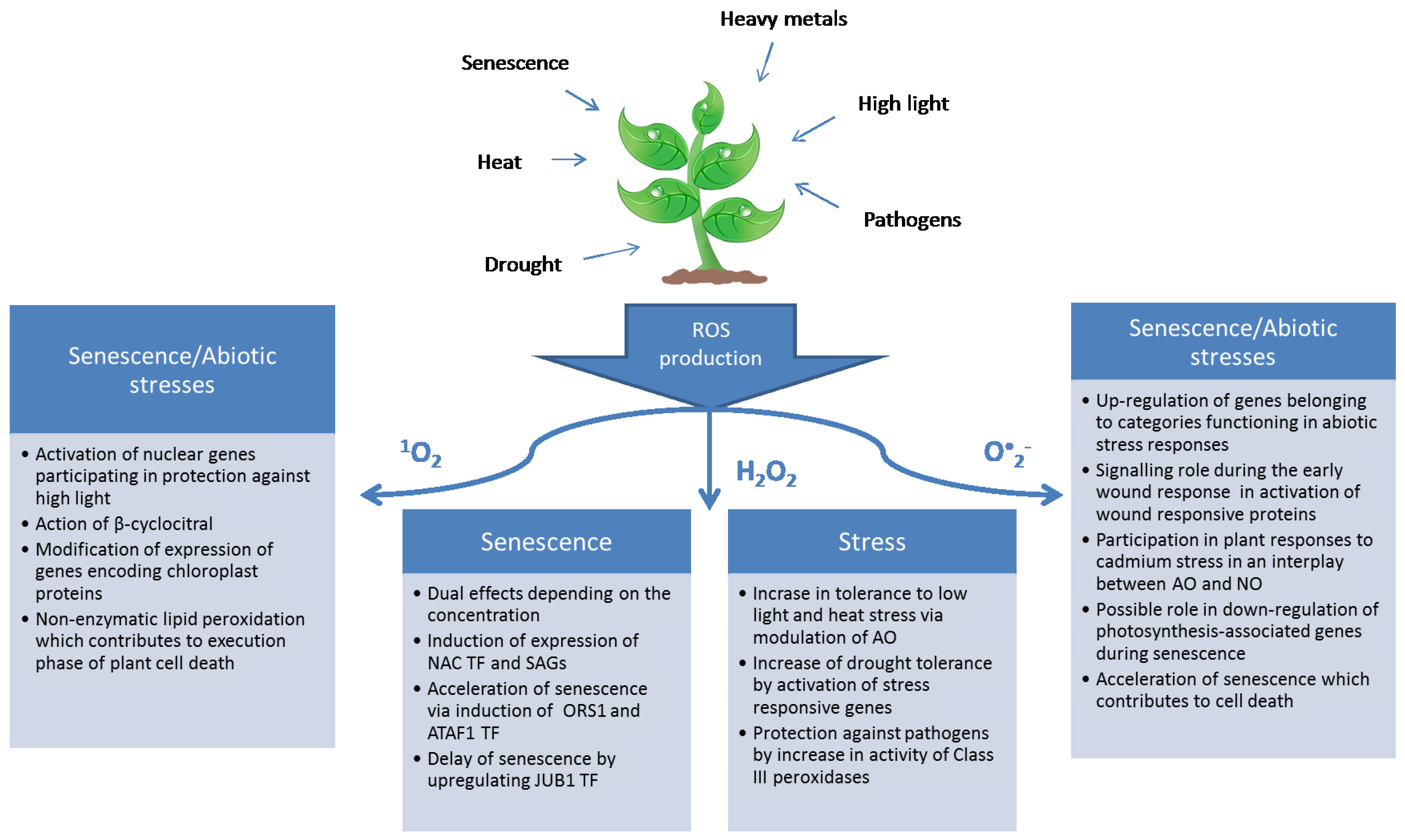 Plants Free FullText Senescence, Stress, and Reactive