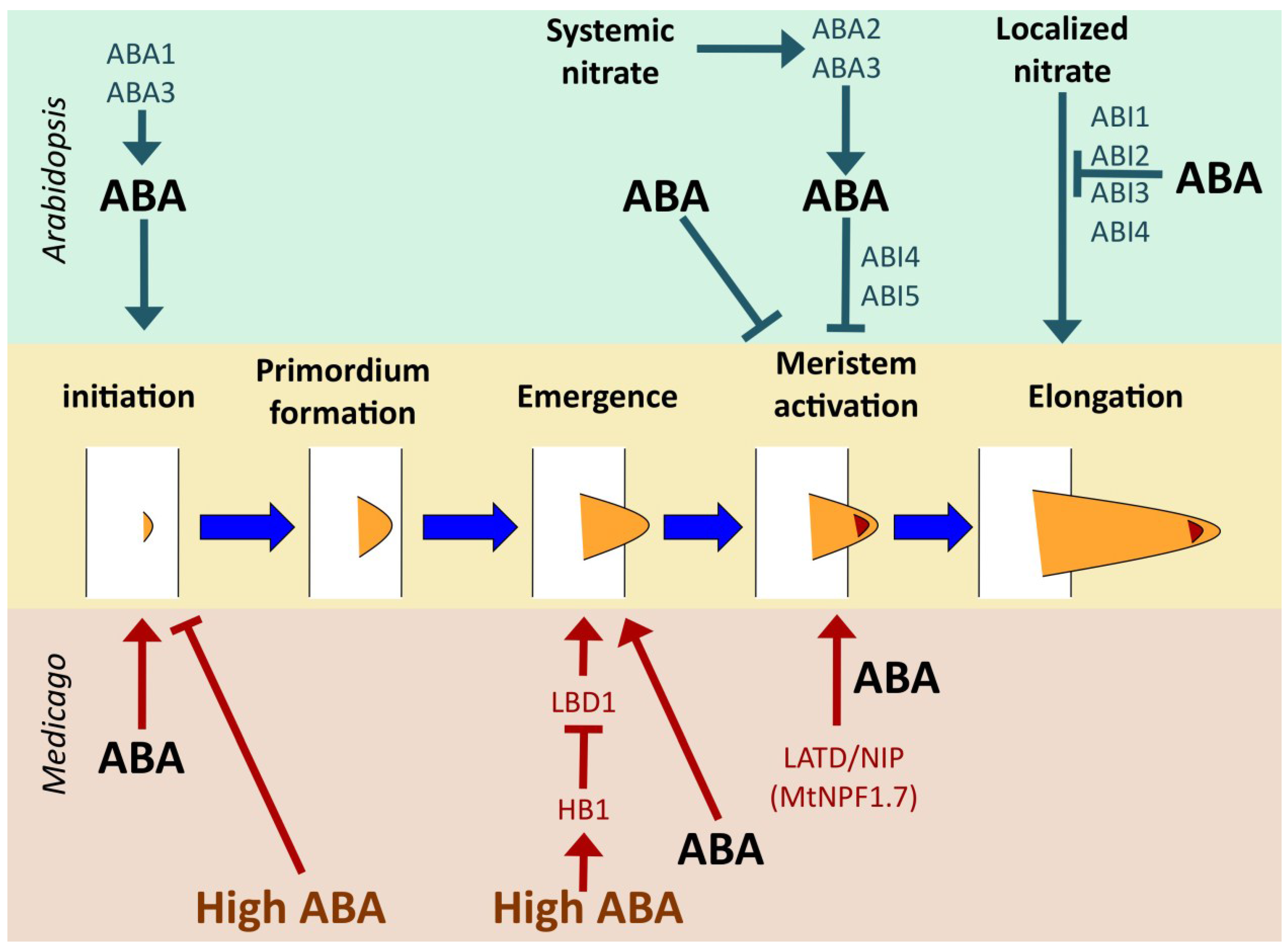 Plants Free FullText Abscisic Acid Hidden Architect