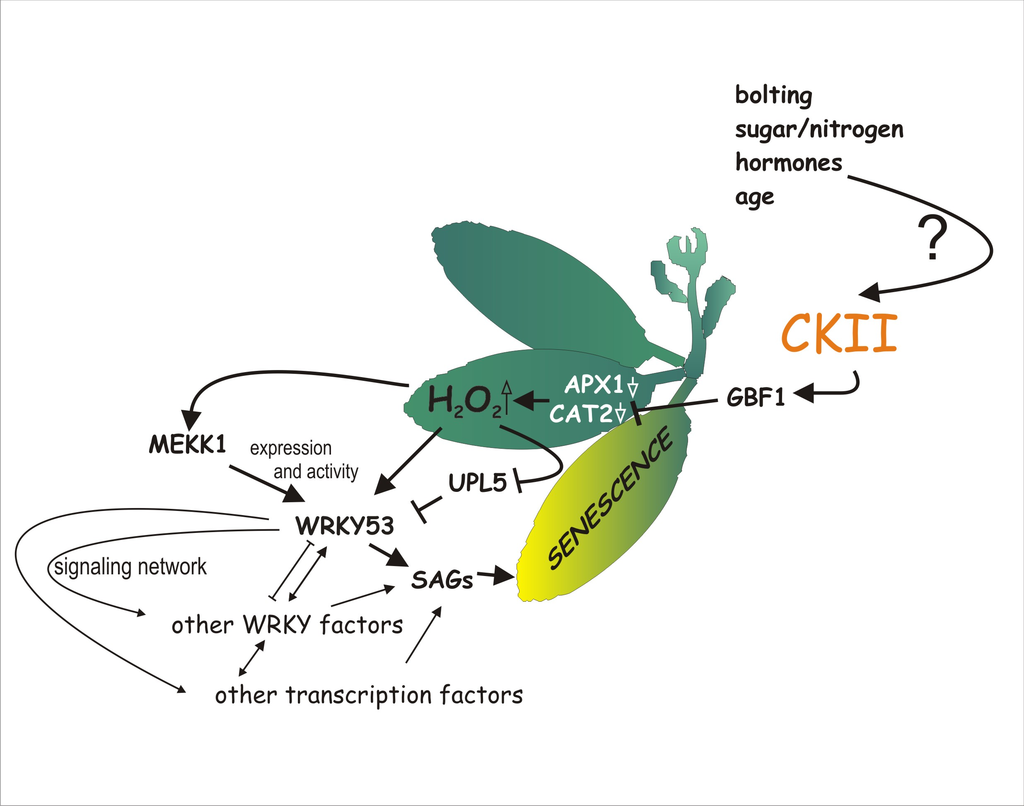 Plants Special Issue Plant Senescence