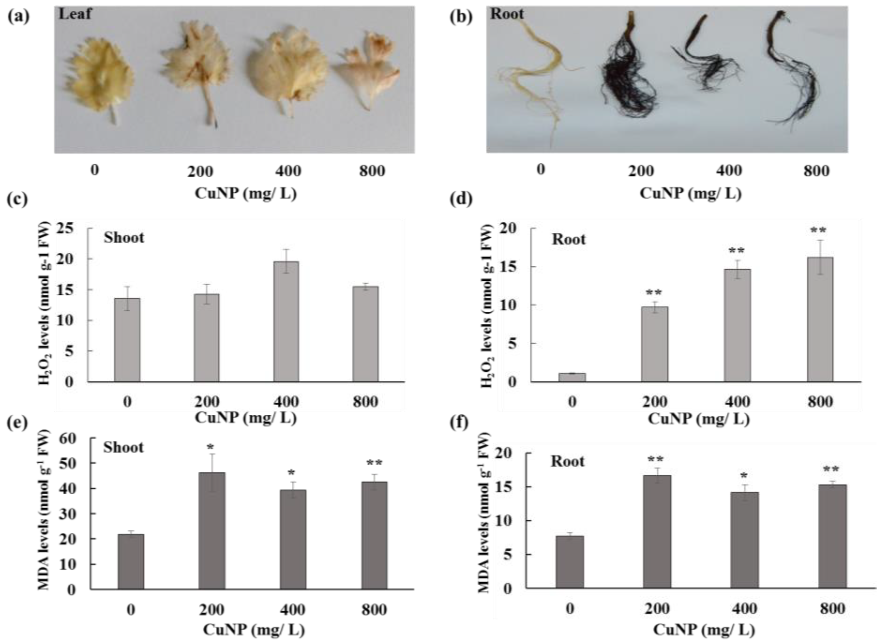 Plants 08 00019 g003