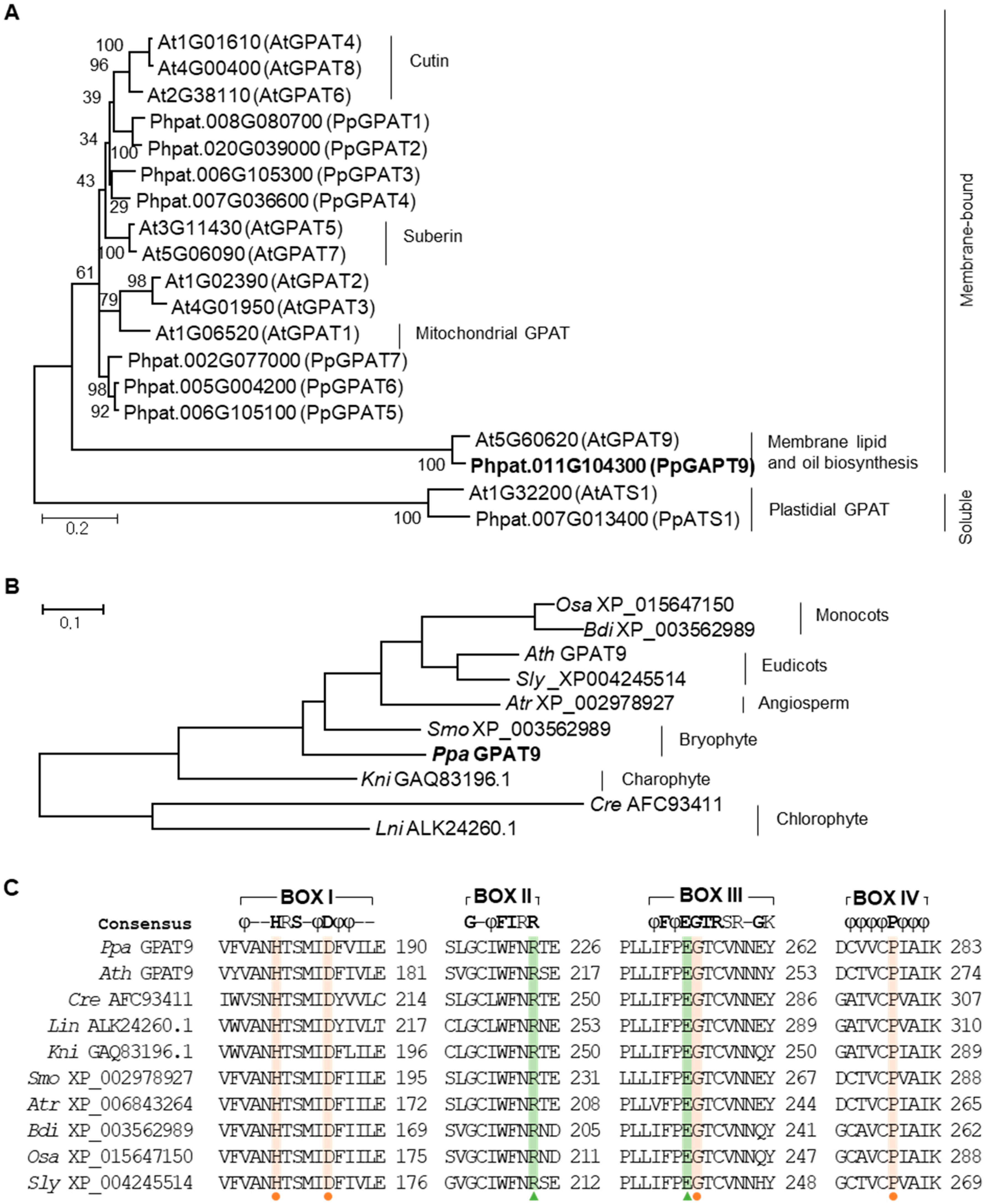 Plants 08 00284 g001