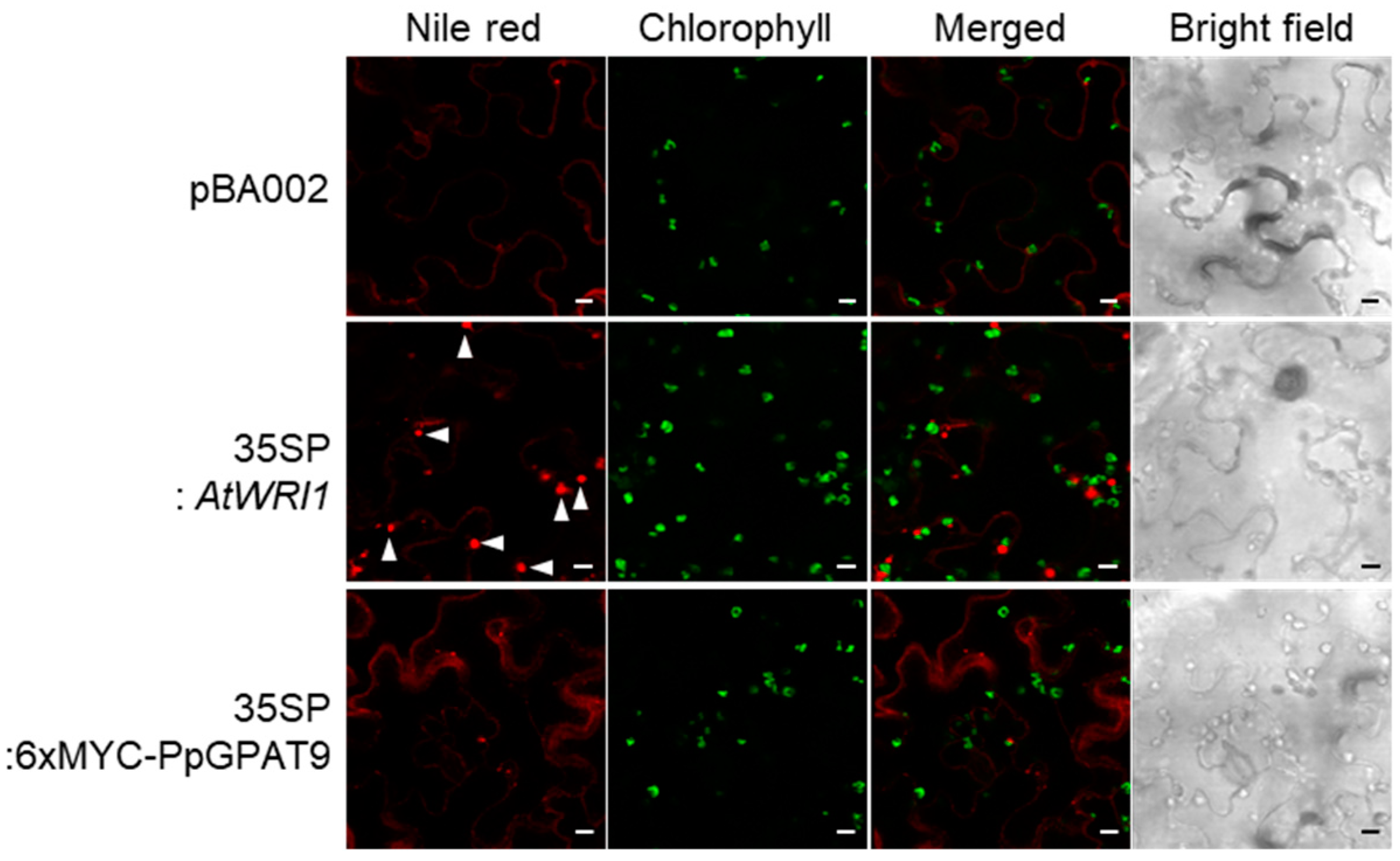 Plants 08 00284 g007