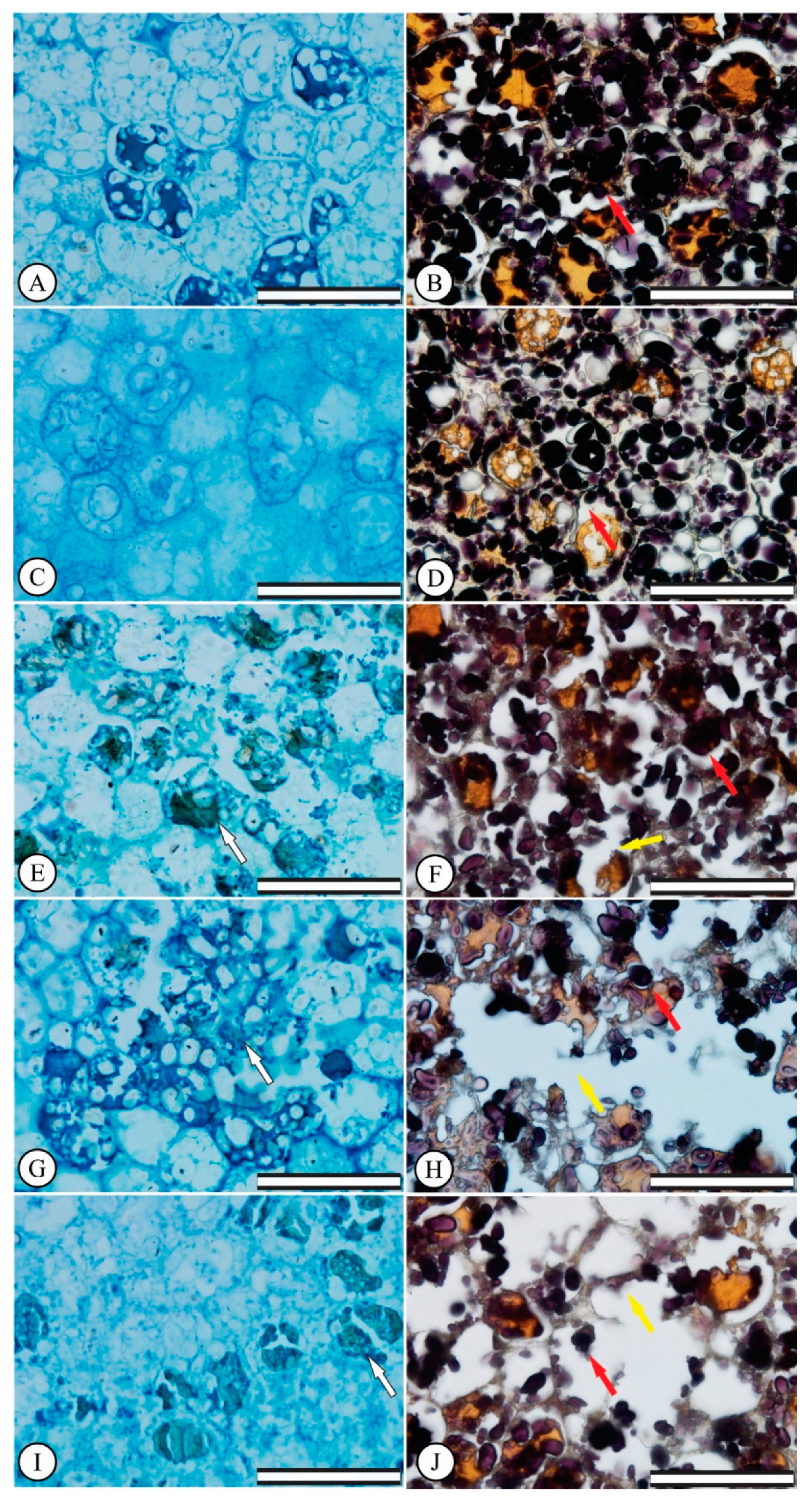 Plants 08 00317 g001