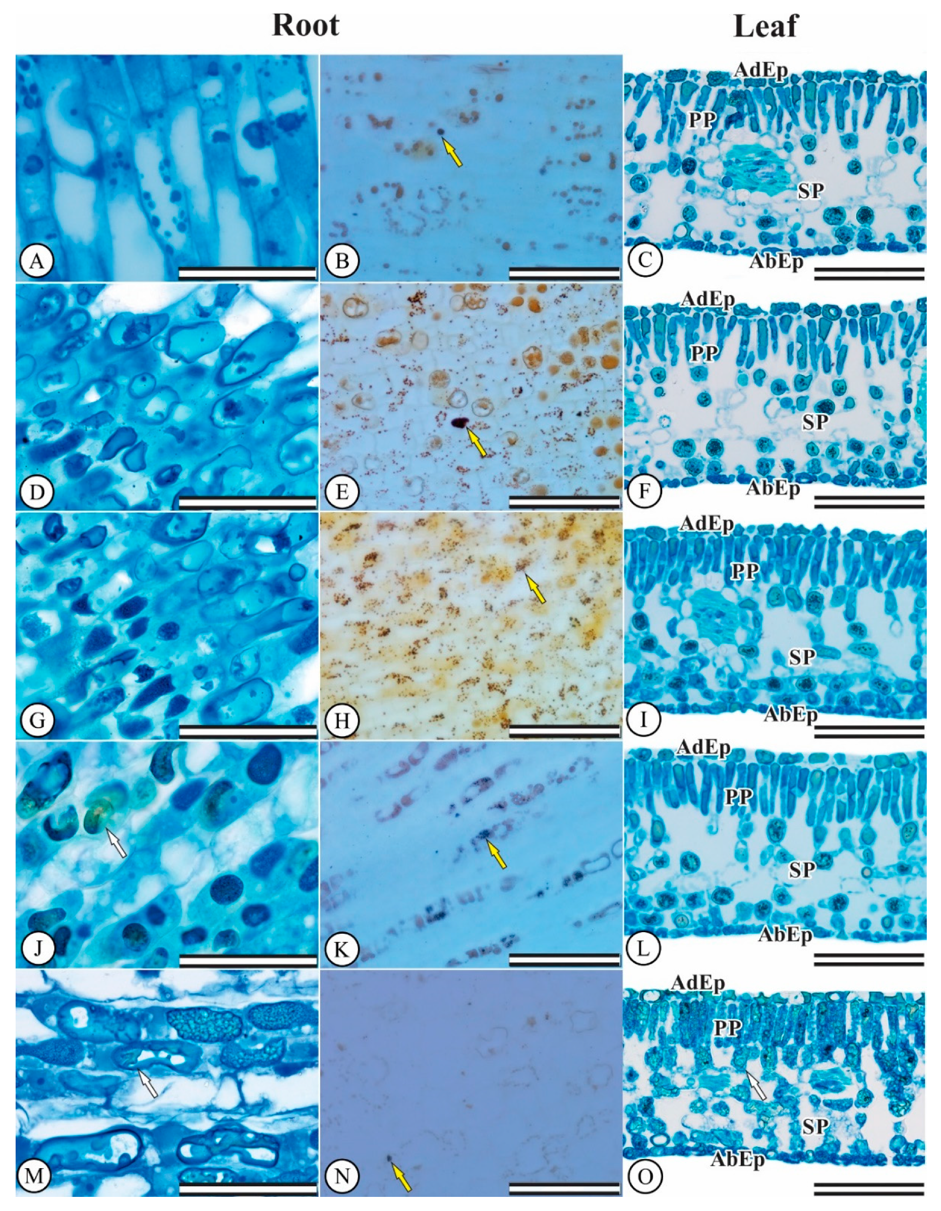 Plants 08 00317 g003