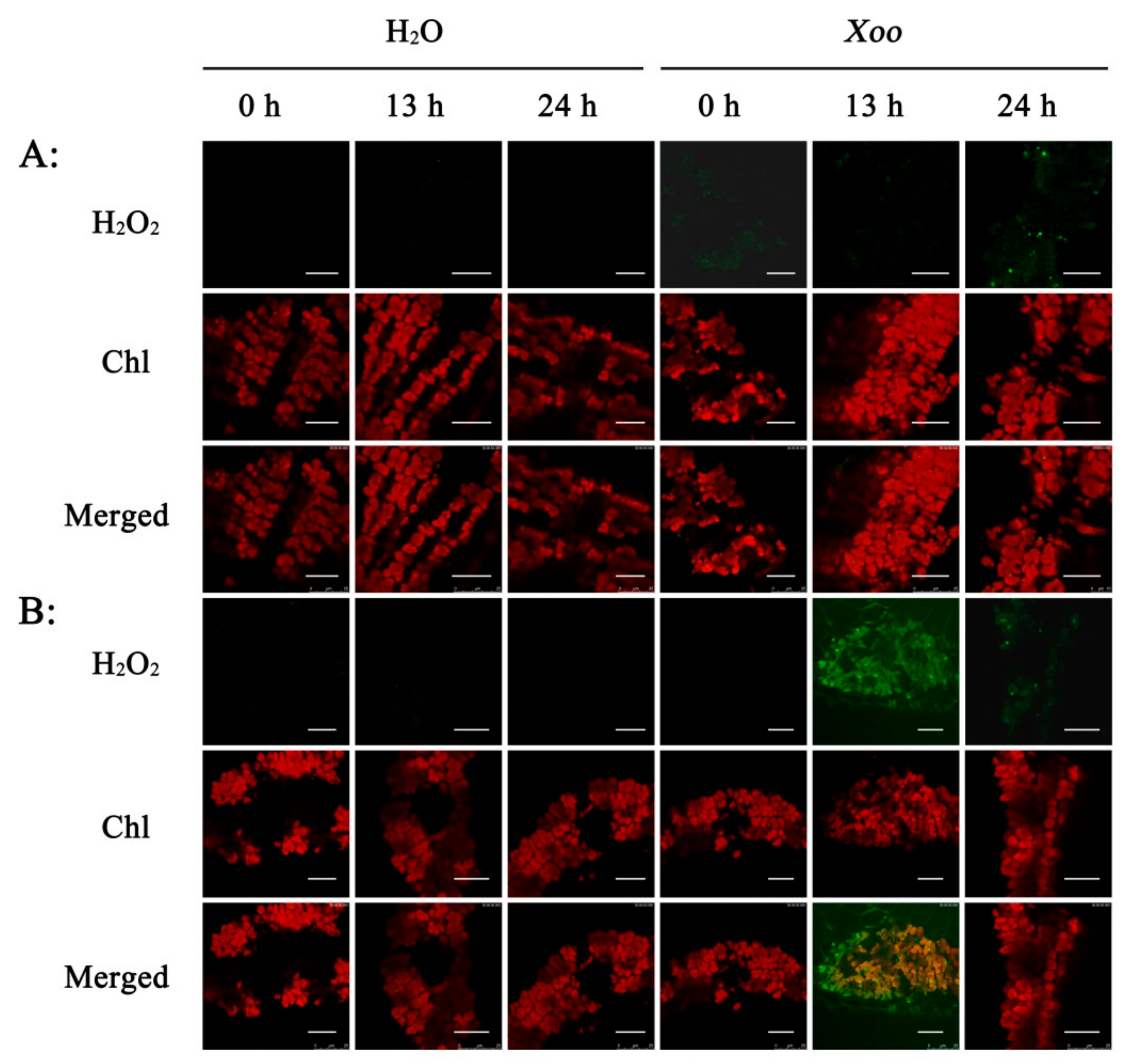 Plants 08 00351 g005