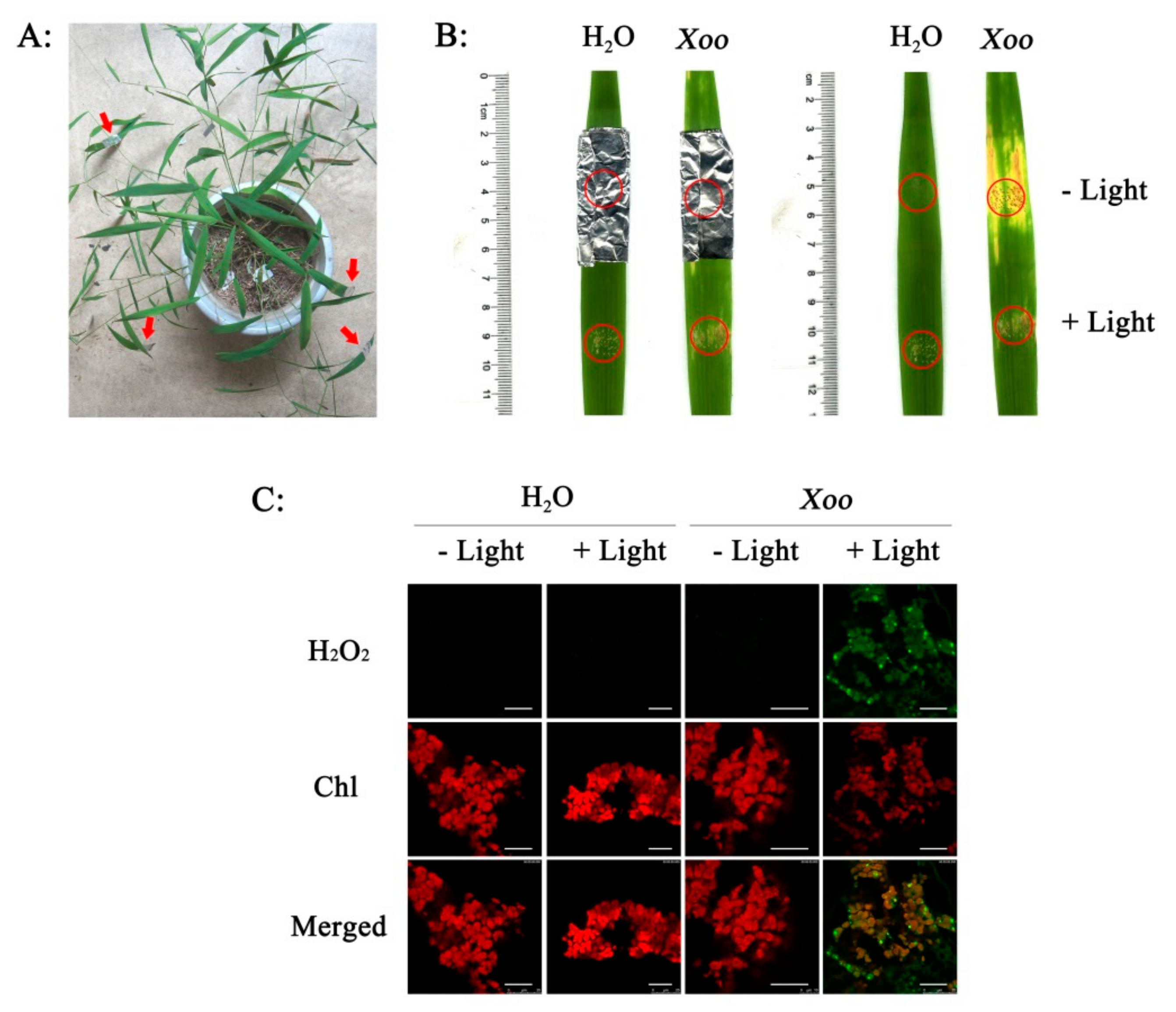 Plants 08 00351 g006