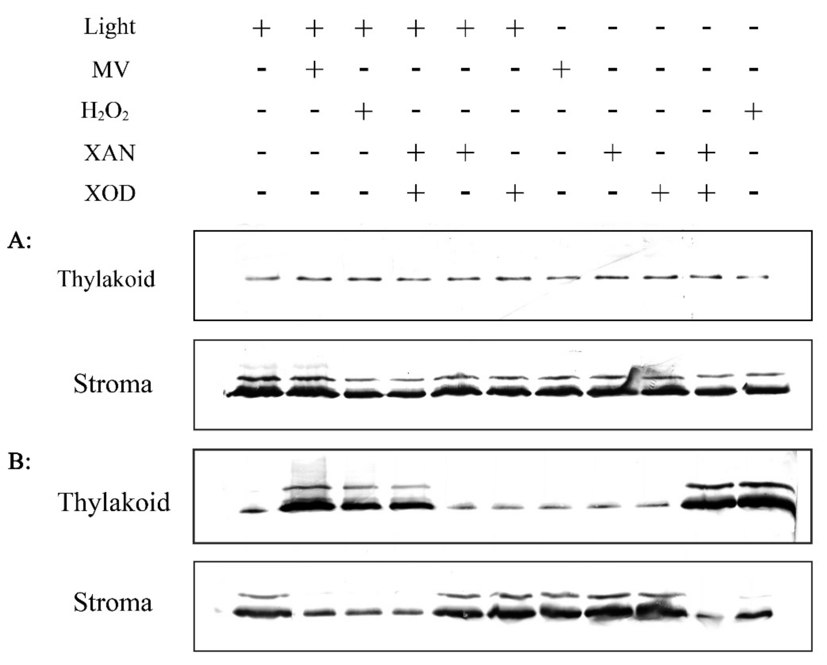 Plants 08 00351 g007