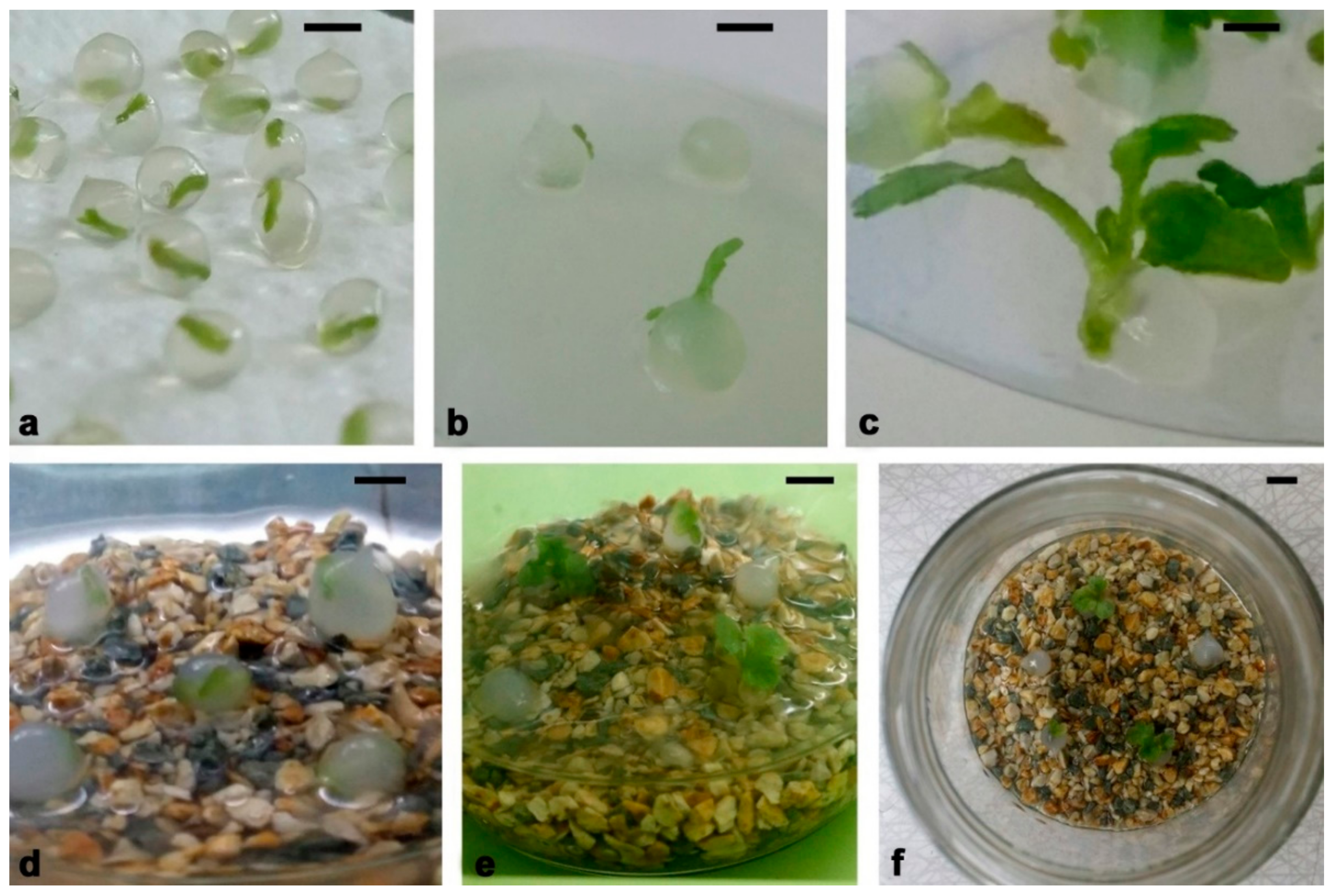 Plants 11 00907 g001