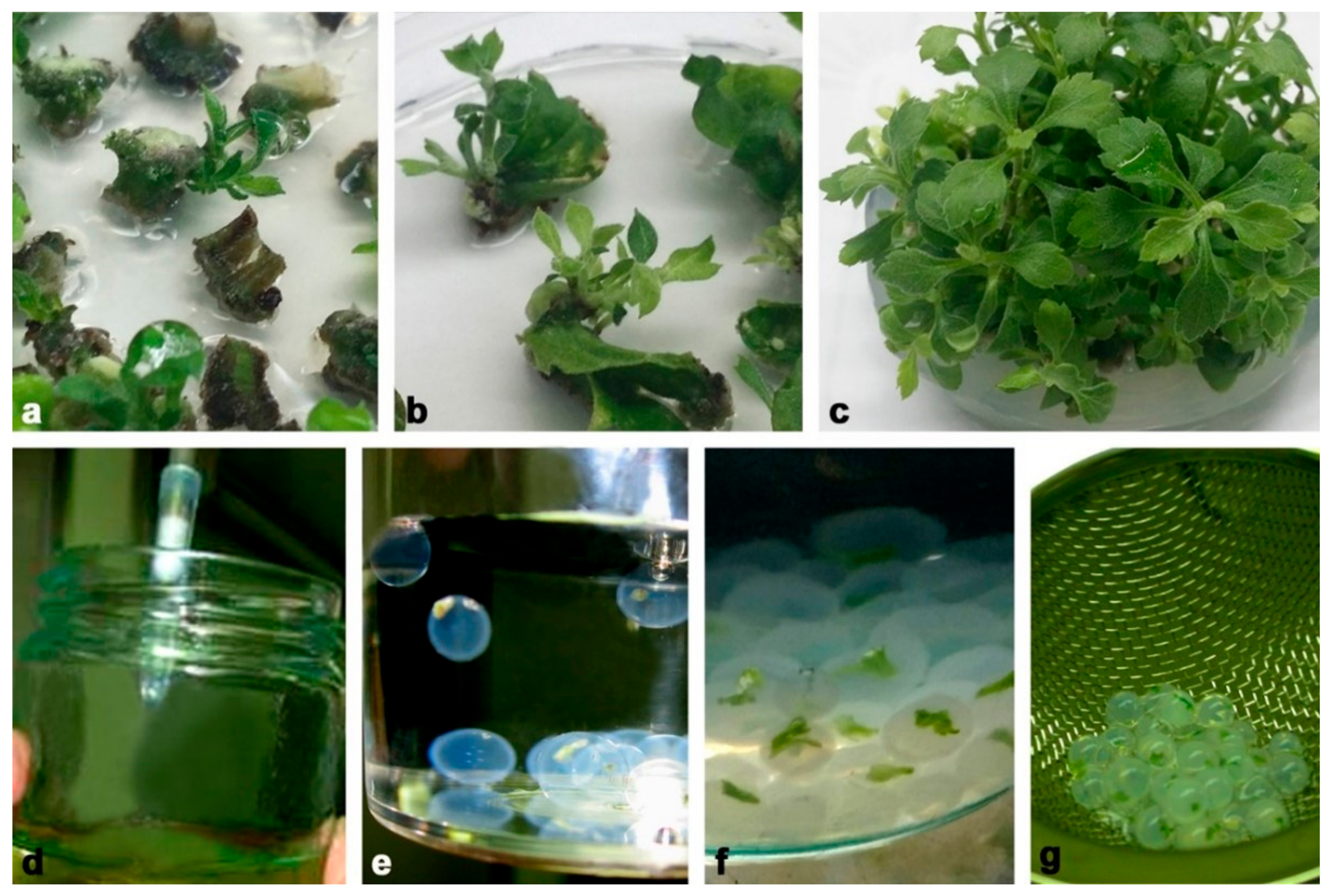 Plants 11 00907 g012