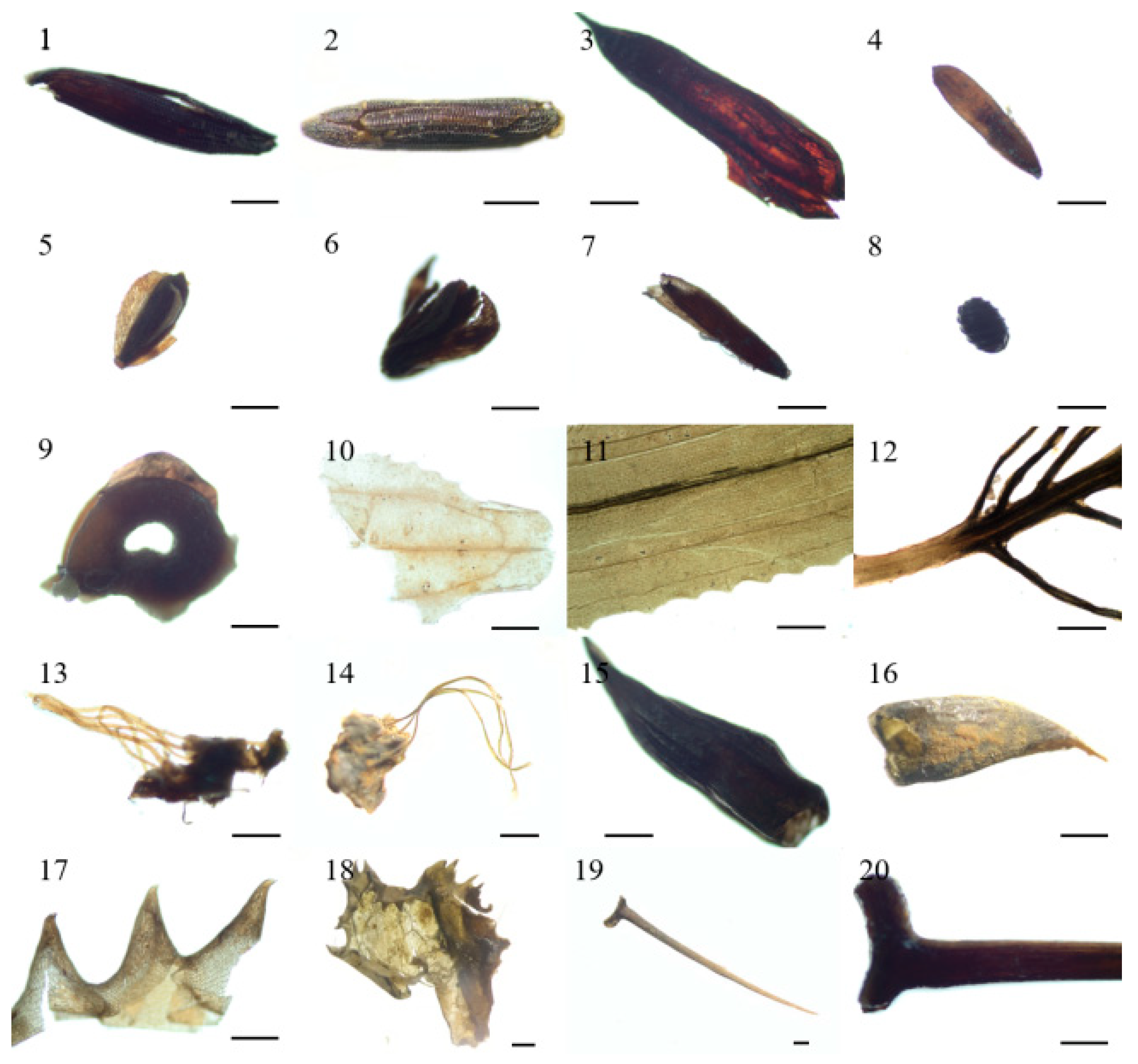 Plants 11 01413 g004