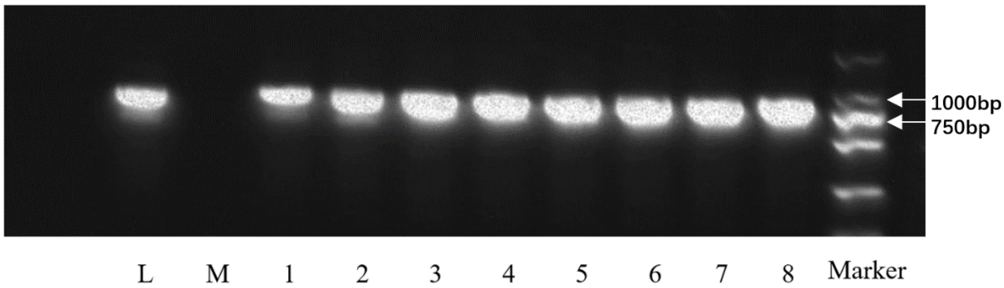 Plants 11 03187 g004