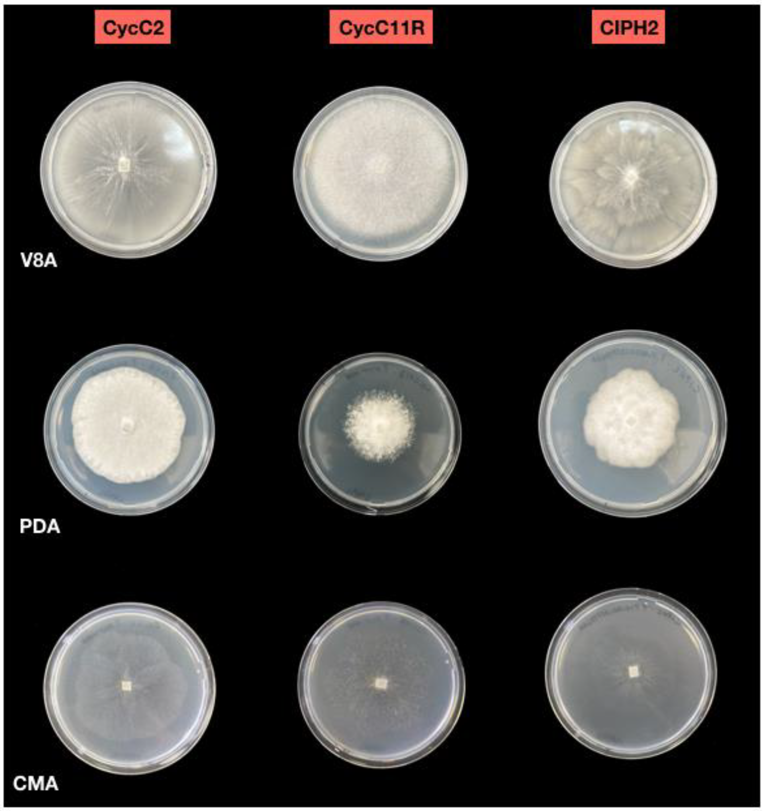 Plants 12 01197 g002