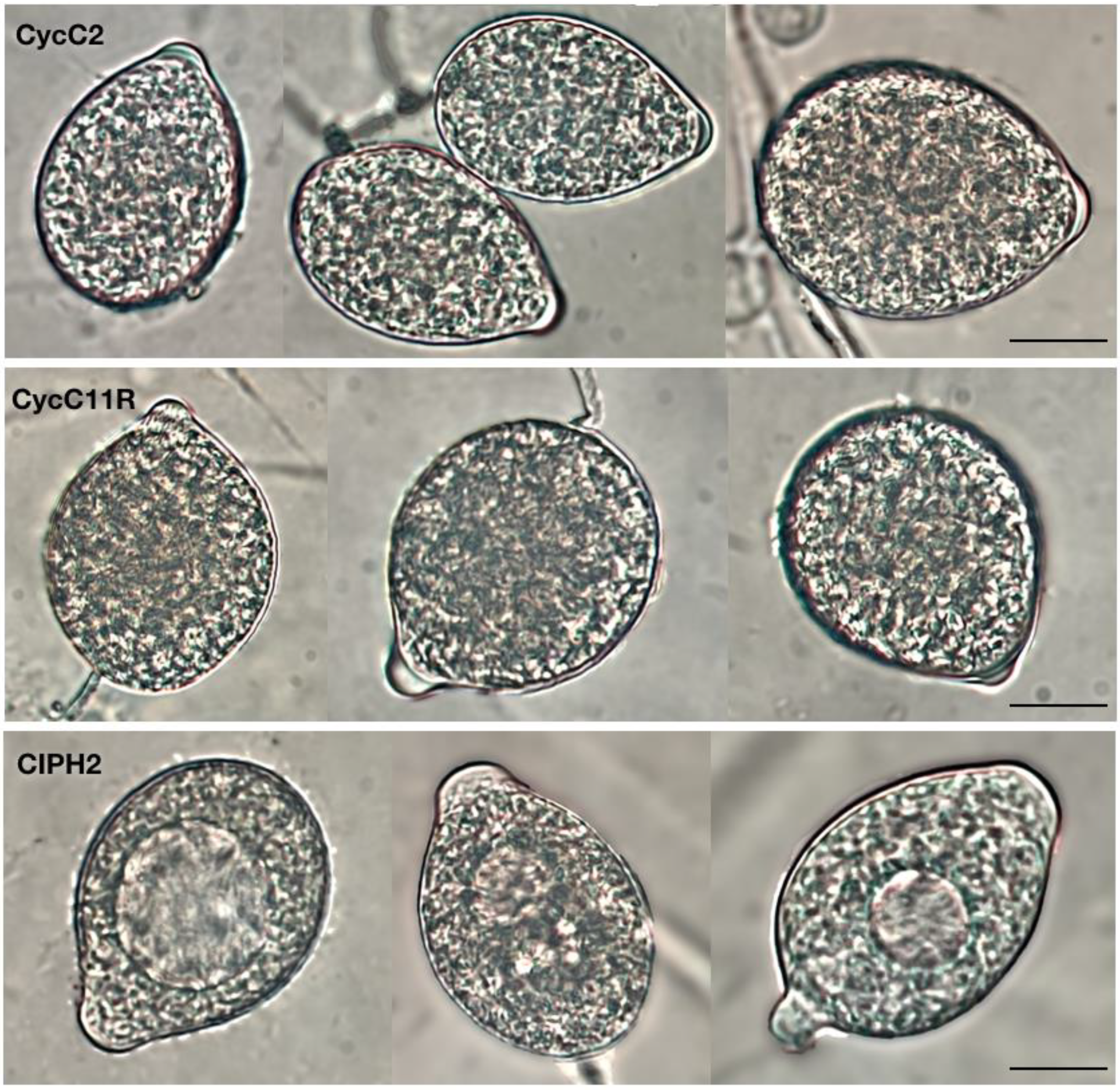 Plants 12 01197 g003